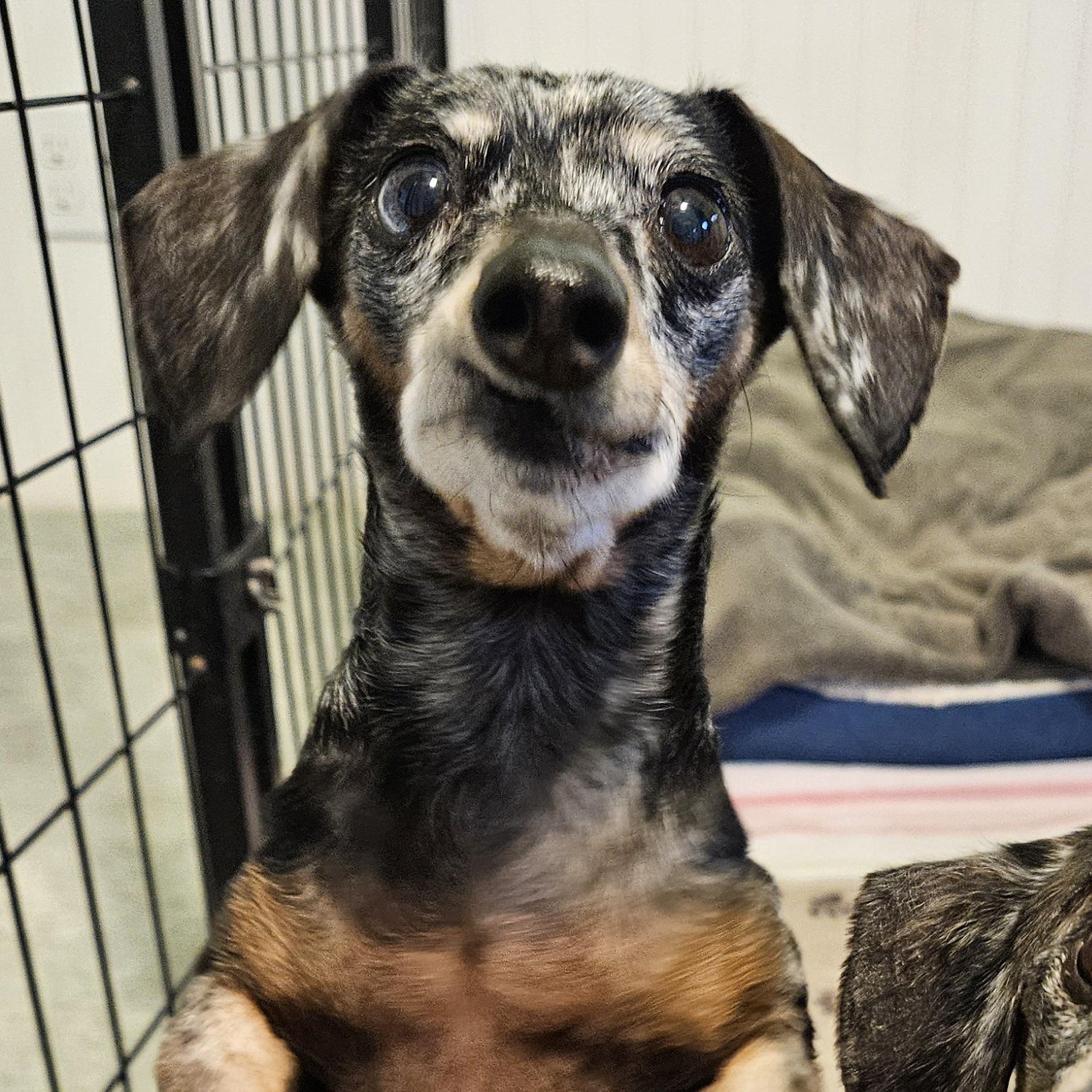 Enlarge Leilah, an adopted Dachshund in New River, AZ image 5/5