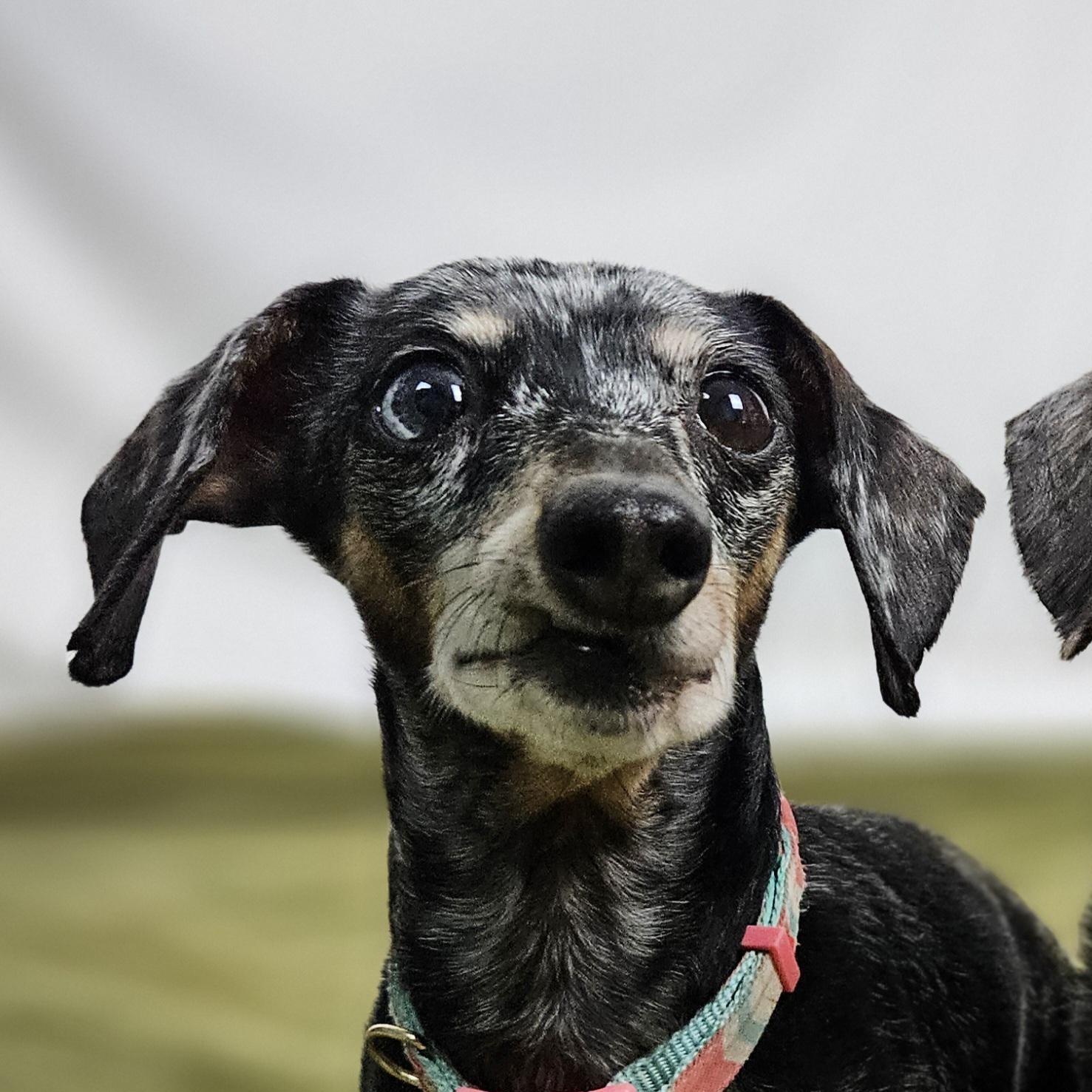 Enlarge Leilah, an adopted Dachshund in New River, AZ image 3/5