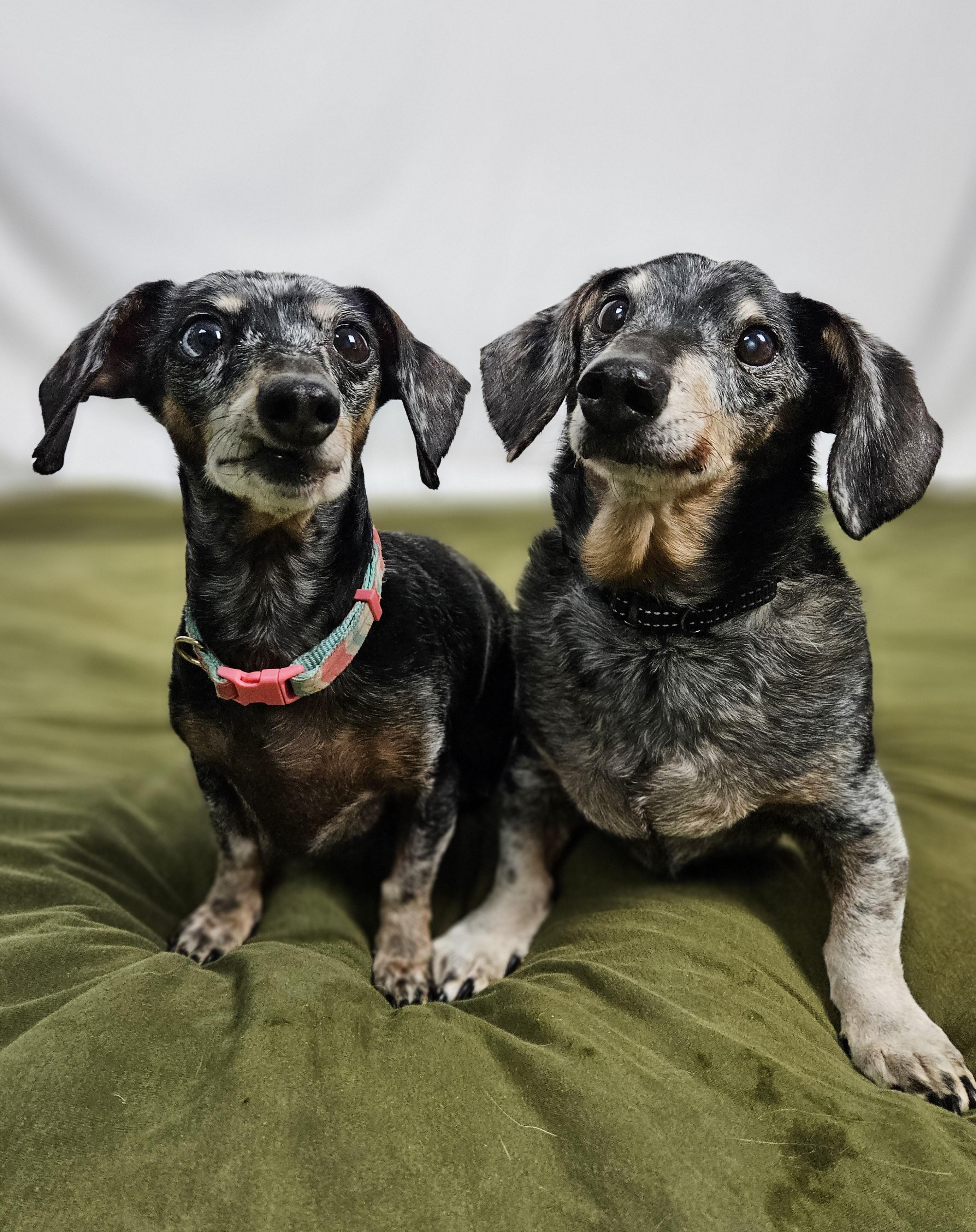 Enlarge Keanu and Leilah, a ADOPTABLE Dachshund in New River, AZ image 2/4