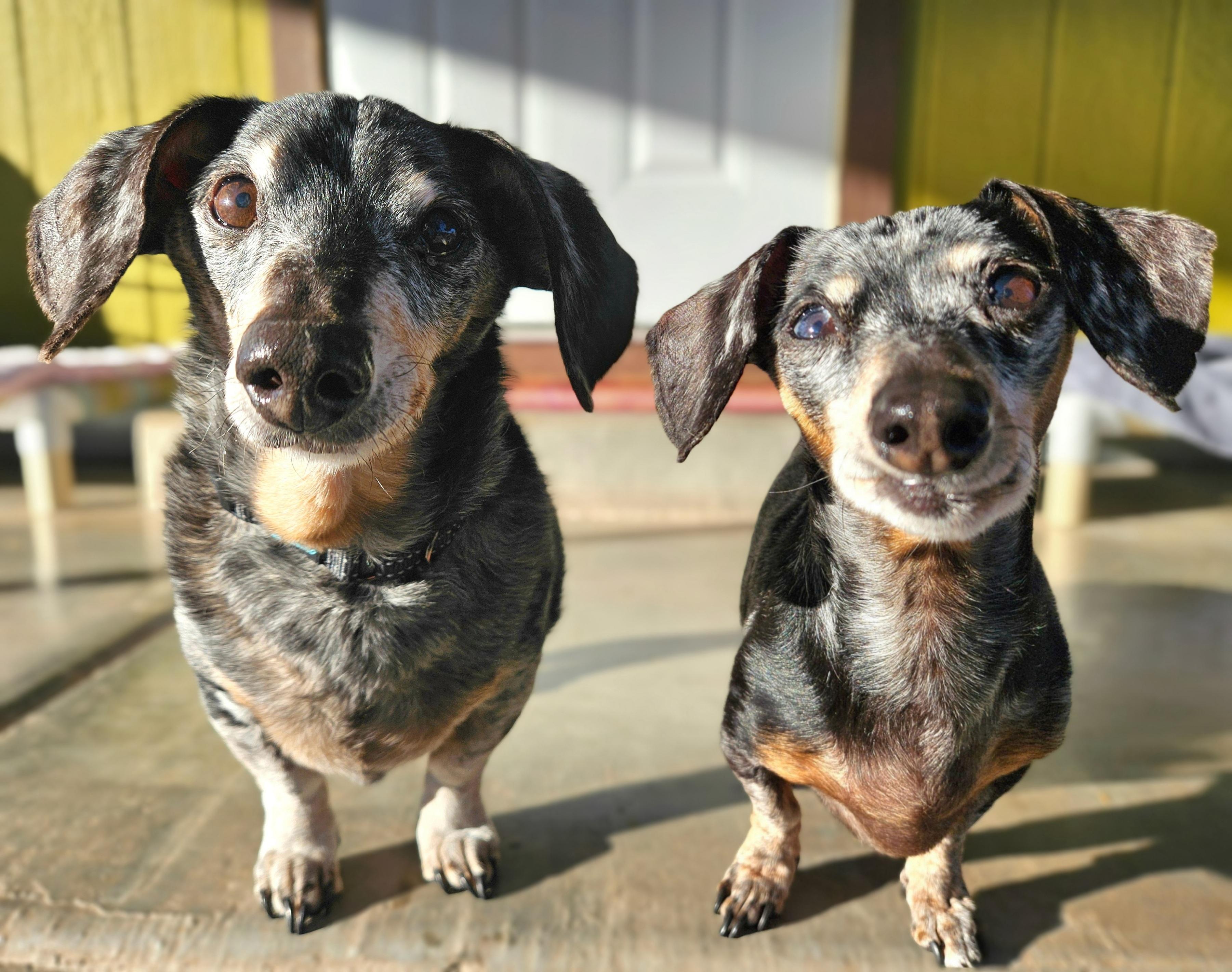 Keanu and Leilah, ADOPTABLE, Senior Male Dachshund.