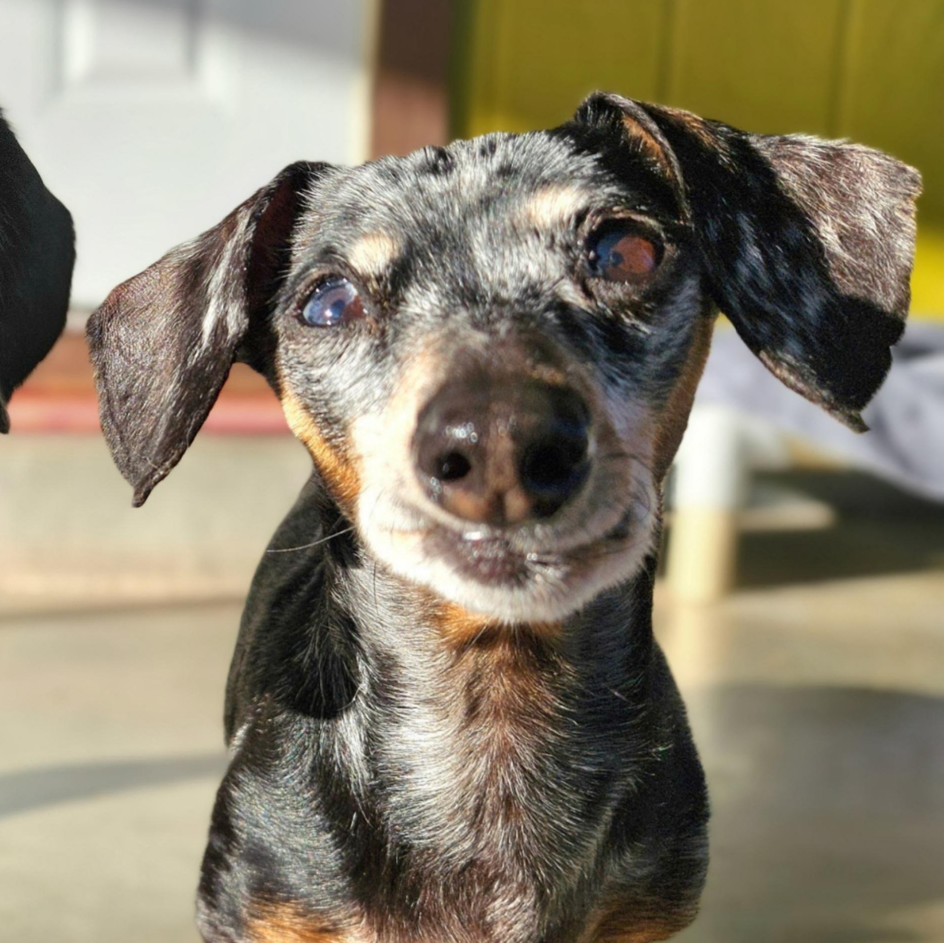 Enlarge Leilah, an adopted Dachshund in New River, AZ image 2/5