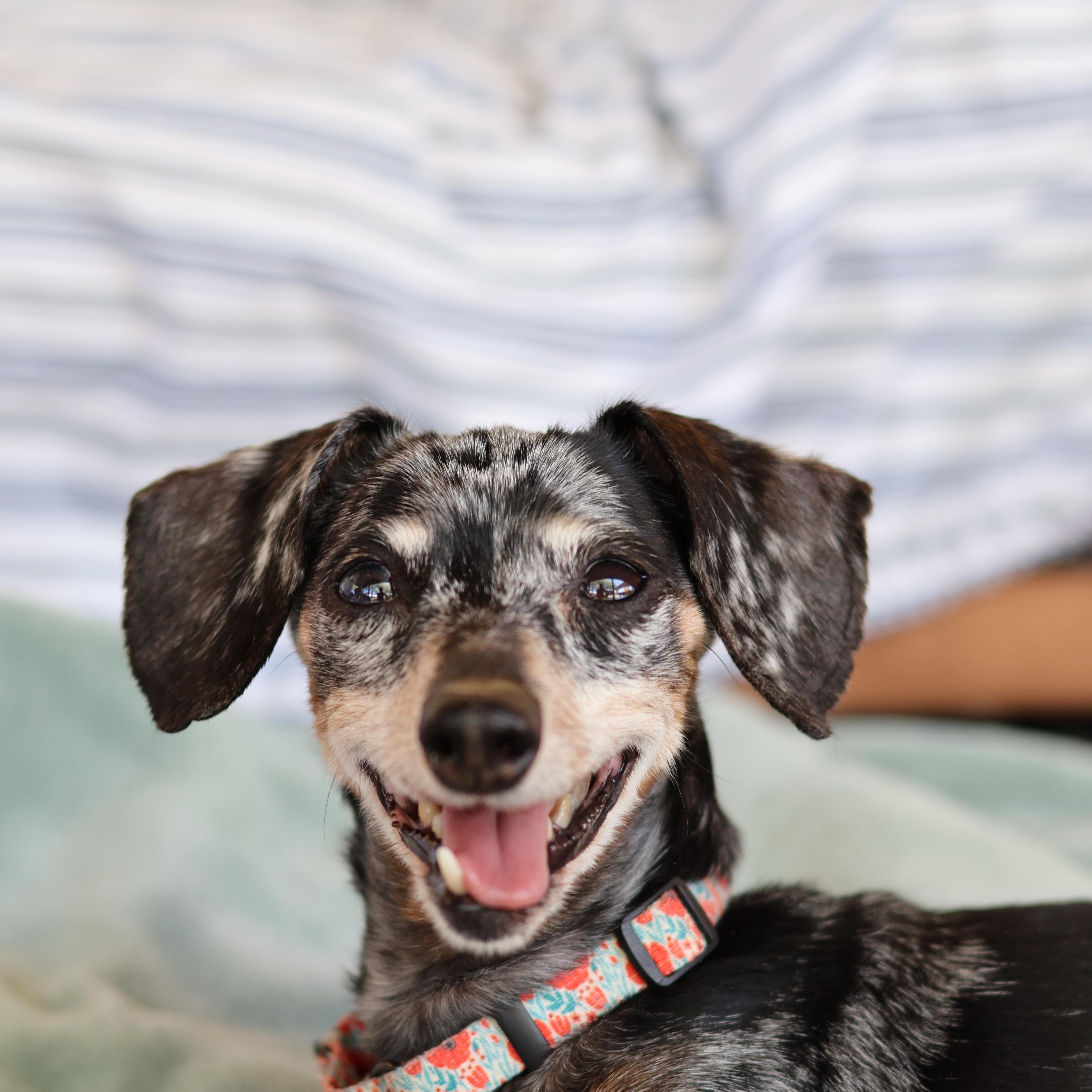 Enlarge Leilah, an adopted Dachshund in New River, AZ image 1/5