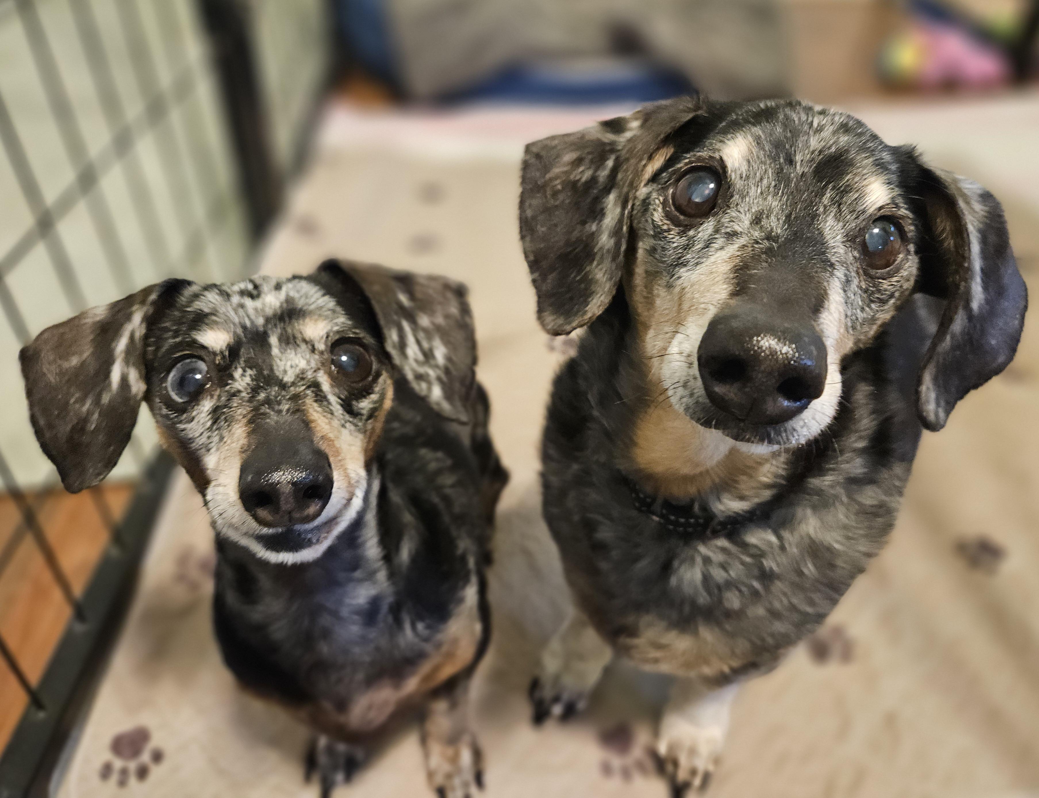 Enlarge Keanu and Leilah, a ADOPTABLE Dachshund in New River, AZ image 3/4