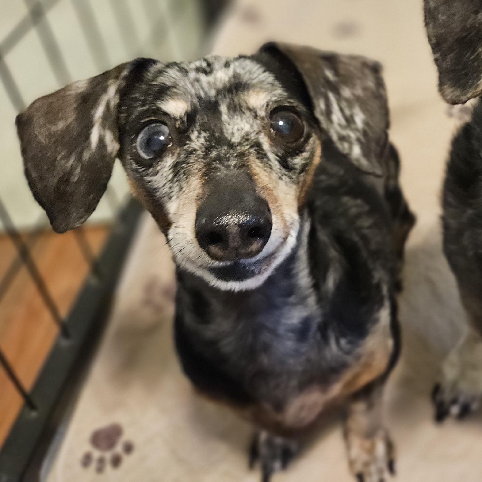 Enlarge Leilah, an adopted Dachshund in New River, AZ image 4/5