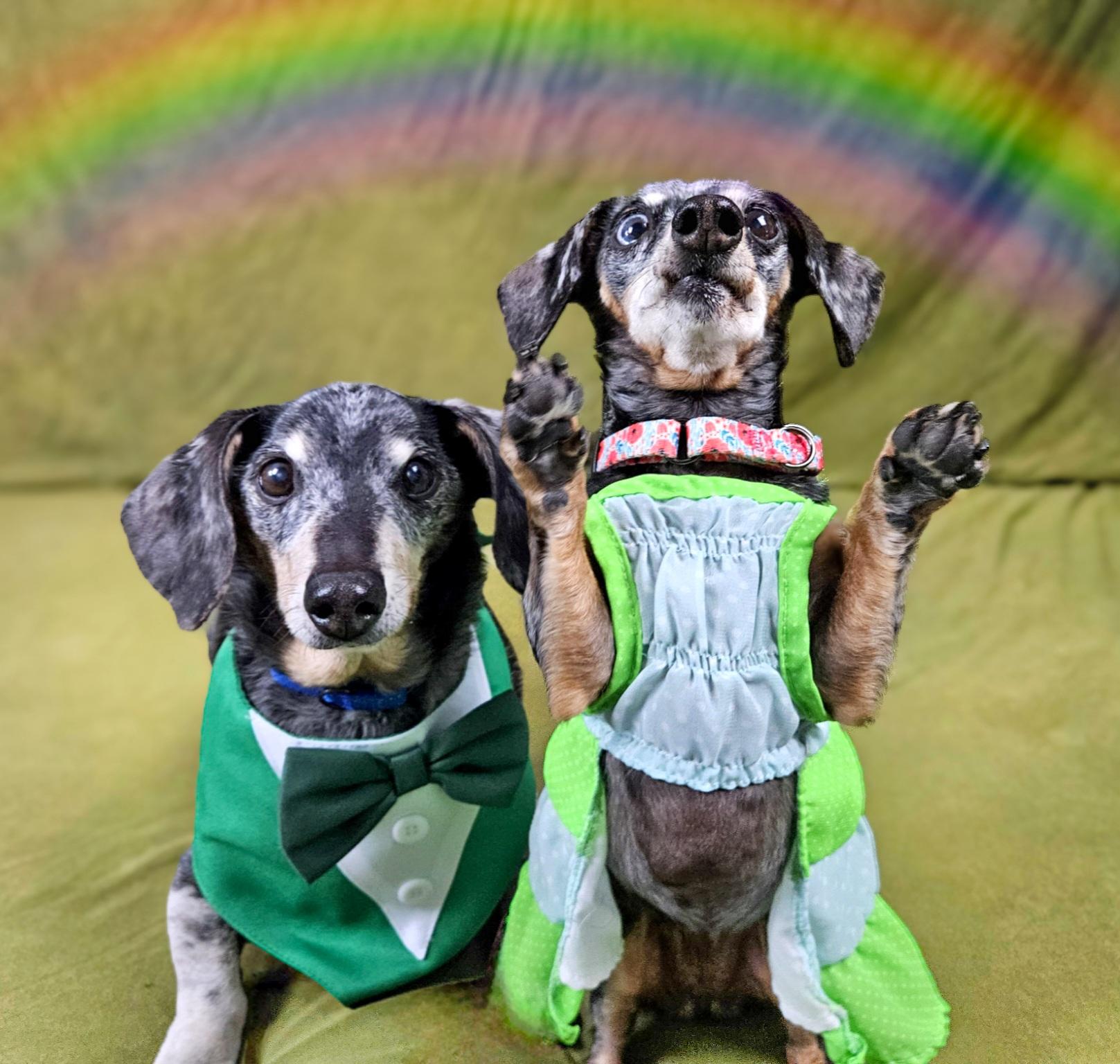 Enlarge Keanu and Leilah, a ADOPTABLE Dachshund in New River, AZ image 2/6
