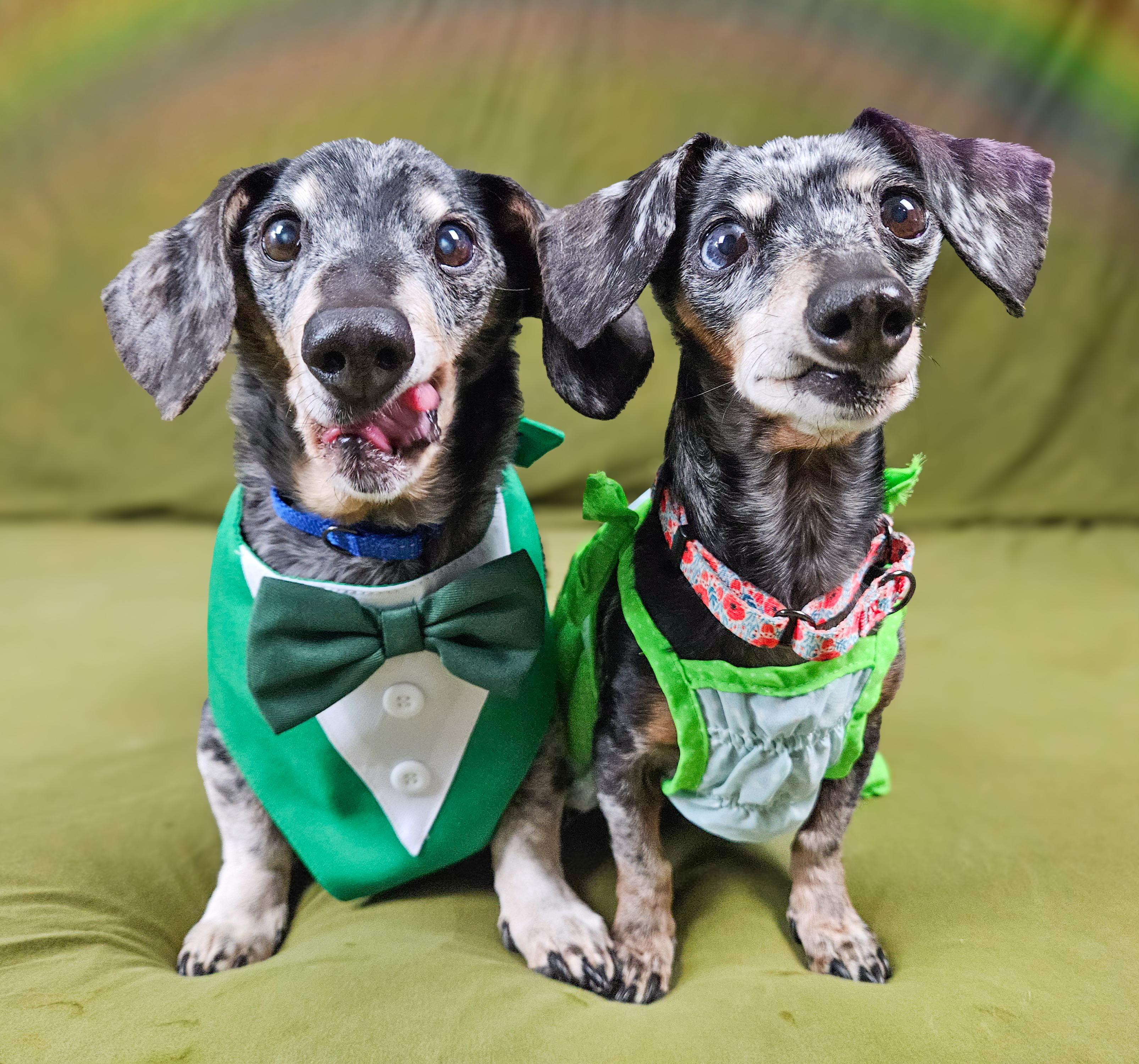 Enlarge Keanu and Leilah, a ADOPTABLE Dachshund in New River, AZ image 6/6