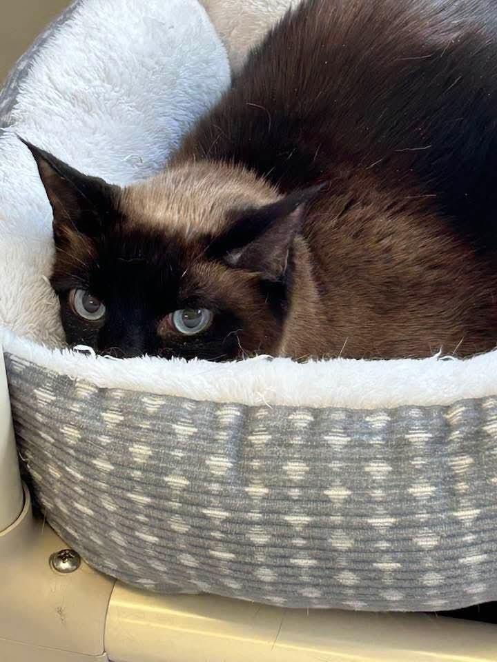 W2 Elly (Ivory), Adoptable, Adult Female Siamese.