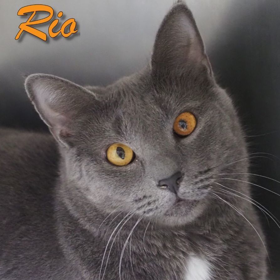 Enlarge Rio, a Adoptable mixed breed in Cape May Court House, NJ image 4/6