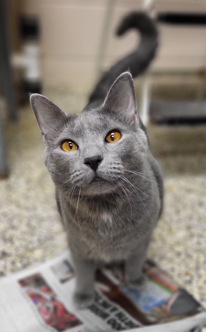 Enlarge Rio, a Adoptable mixed breed in Cape May Court House, NJ image 5/6