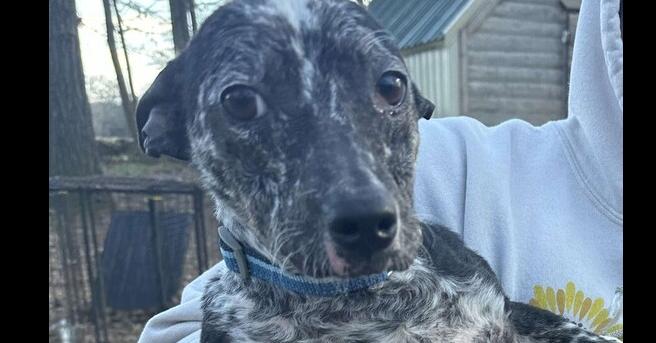 Enlarge Figaro (AL), a Adoptable Terrier in New York, NY image 1/3