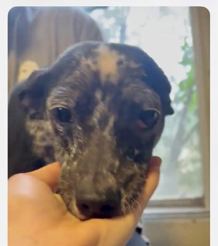 Enlarge Figaro (AL), a Adoptable Terrier in New York, NY image 2/3