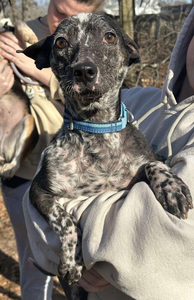 Enlarge Figaro (AL), a Adoptable Terrier in New York, NY image 3/3