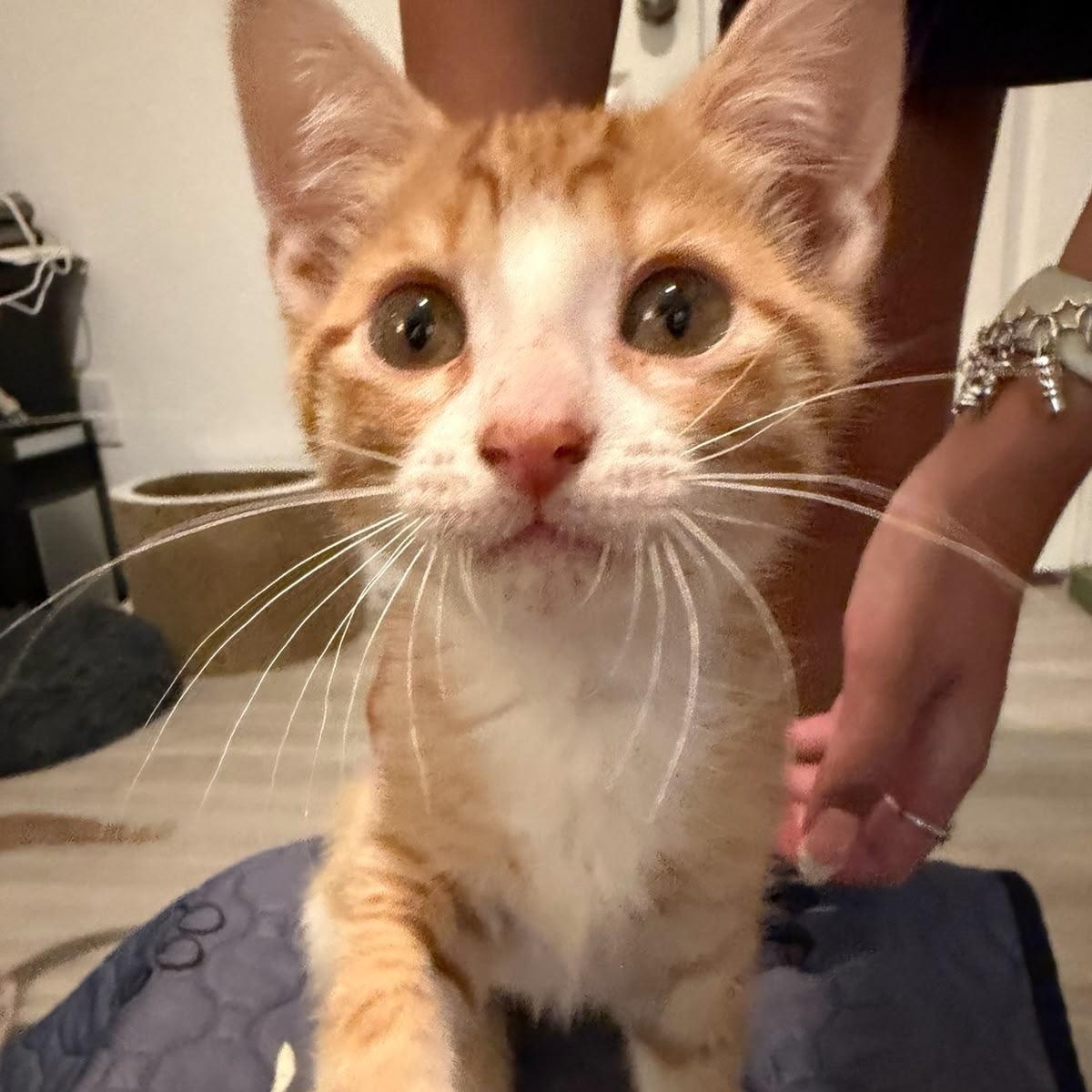 Gaston, adopted, Kitten Male Domestic Short Hair.