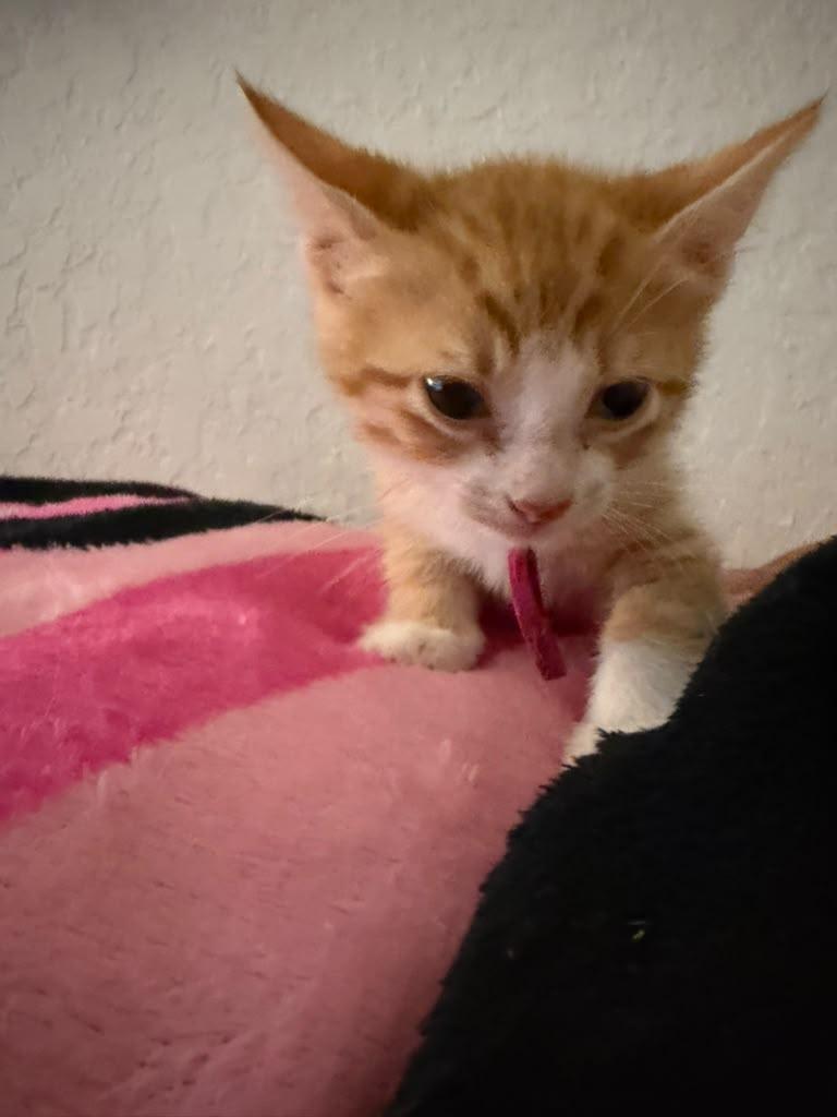 Enlarge Gaston, a ADOPTABLE Domestic Short Hair in Kempner, TX image 1/1