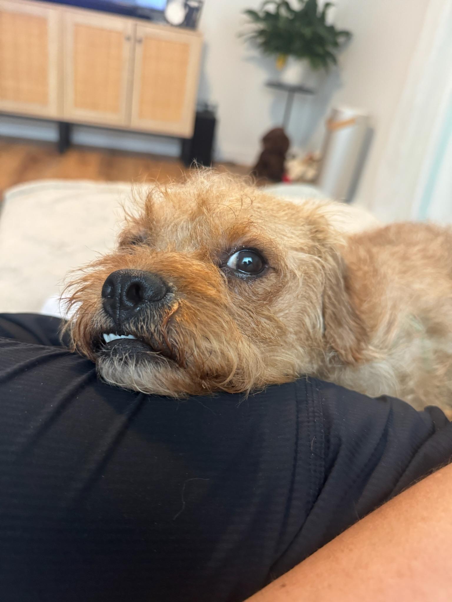 Enlarge Spud, a Adoptable Cairn Terrier in Austin, TX image 2/6