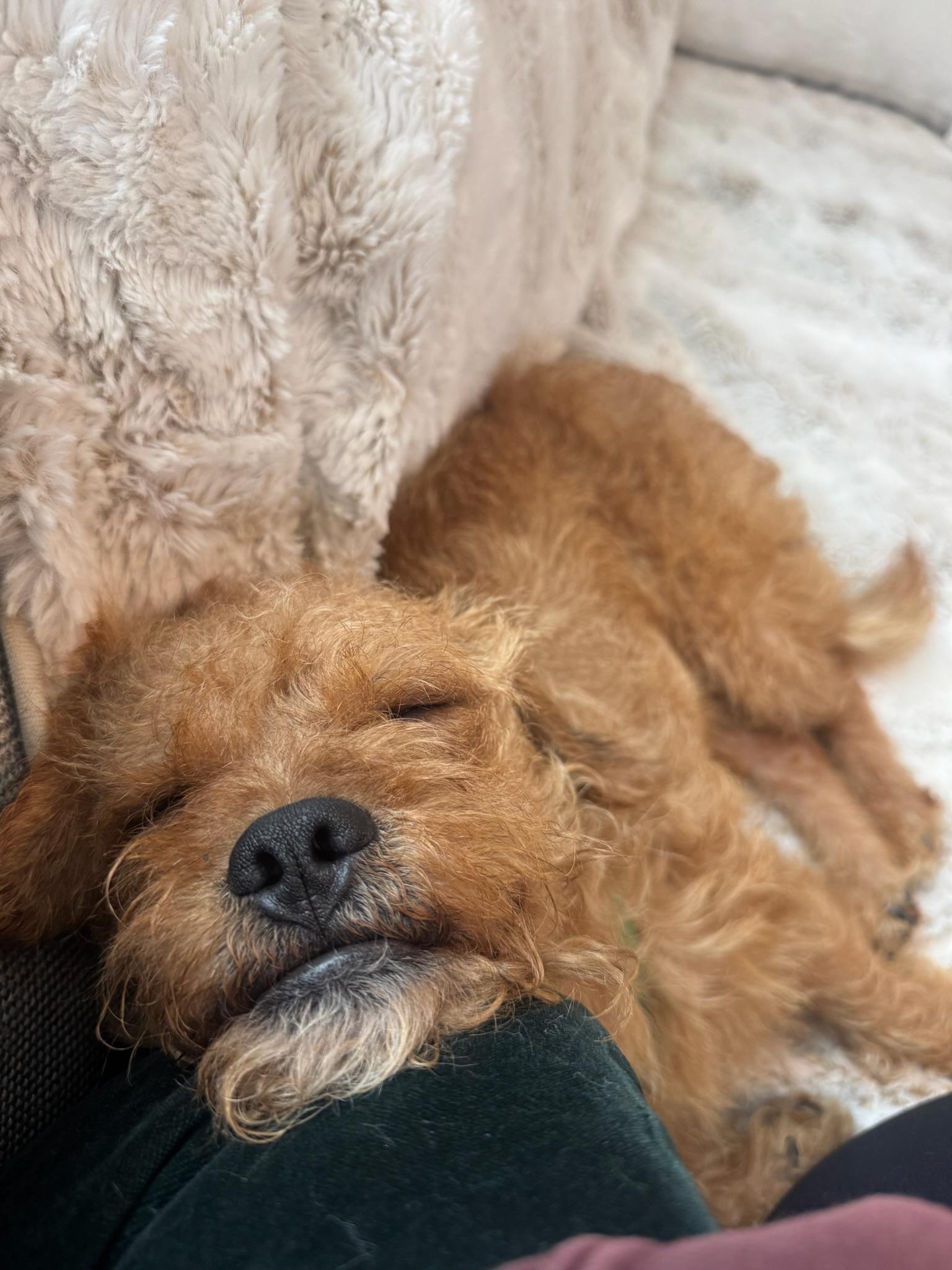 Enlarge Spud, a Adoptable Cairn Terrier in Austin, TX image 5/6