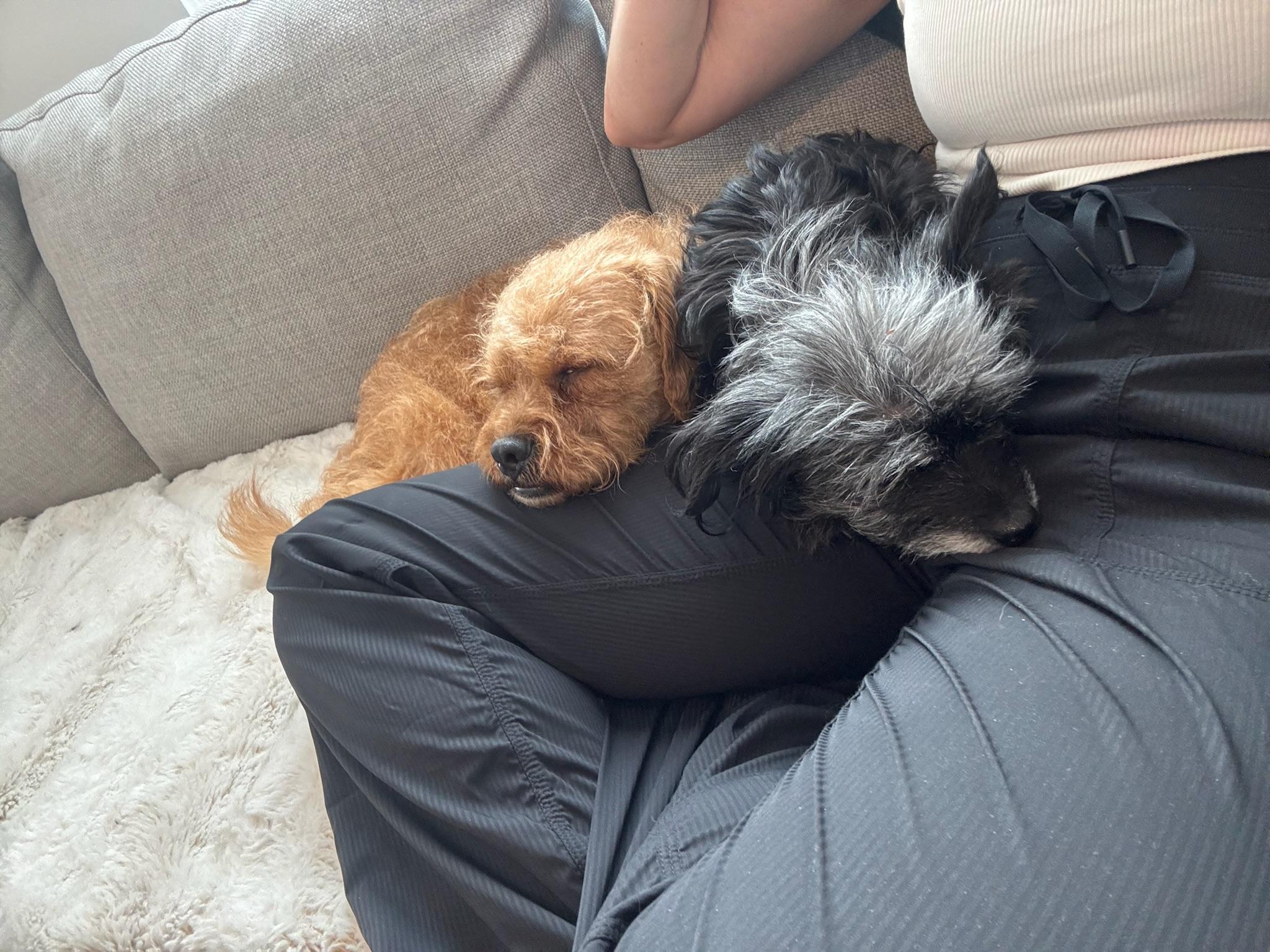 Enlarge Spud, a Adoptable Cairn Terrier in Austin, TX image 3/6