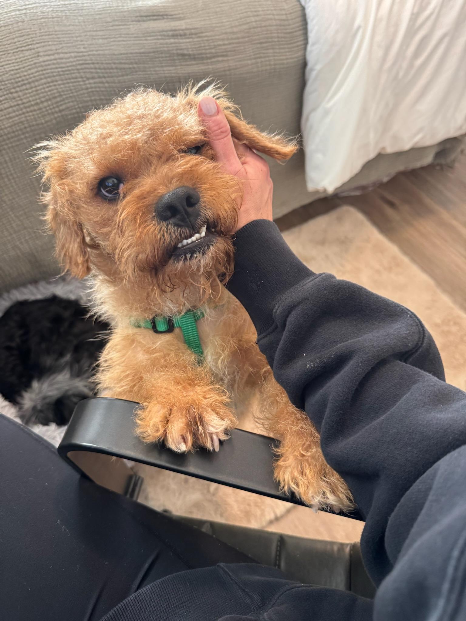 Enlarge Spud, a Adoptable Cairn Terrier in Austin, TX image 4/6