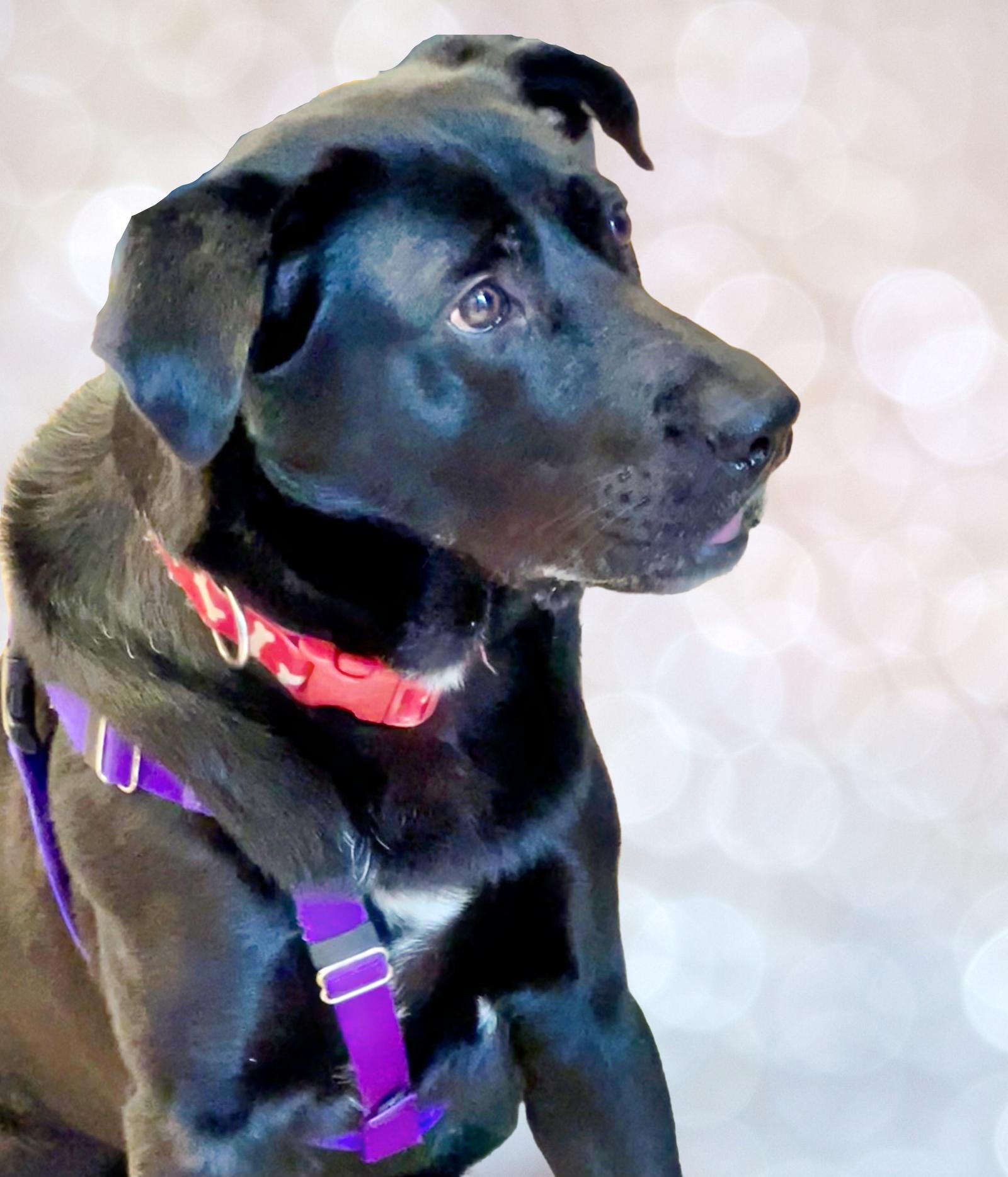 Enlarge Bama, a Adoptable Labrador Retriever in Atlanta, GA image 1/3