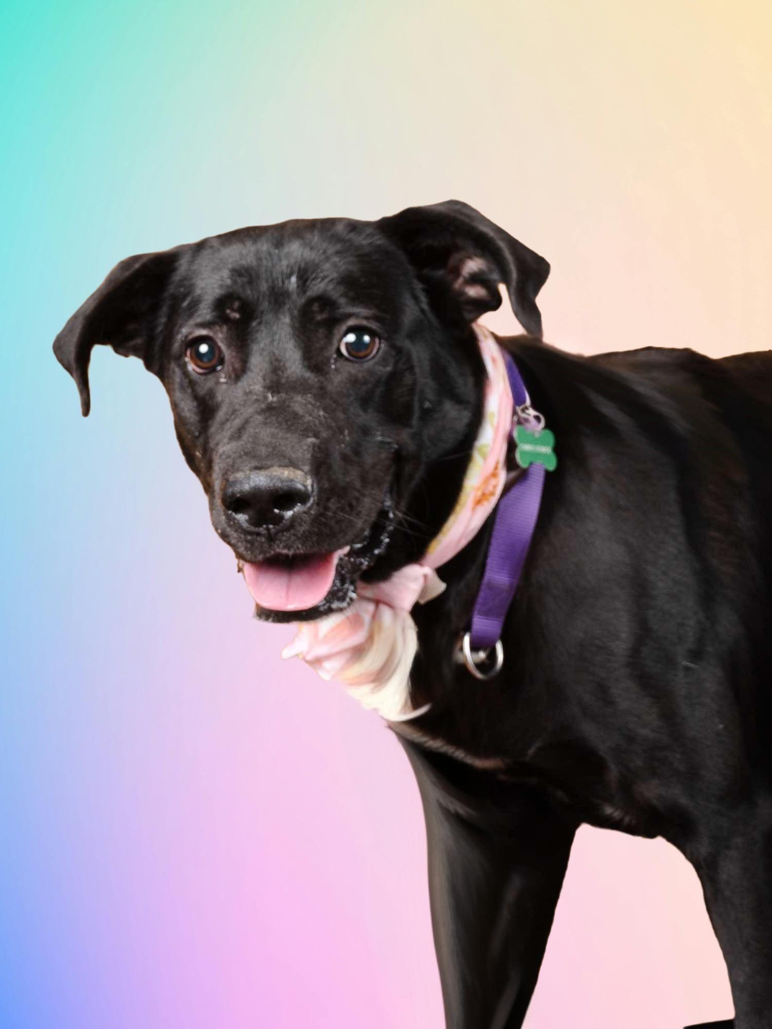 Enlarge Bama, a Adoptable Labrador Retriever in Atlanta, GA image 2/3