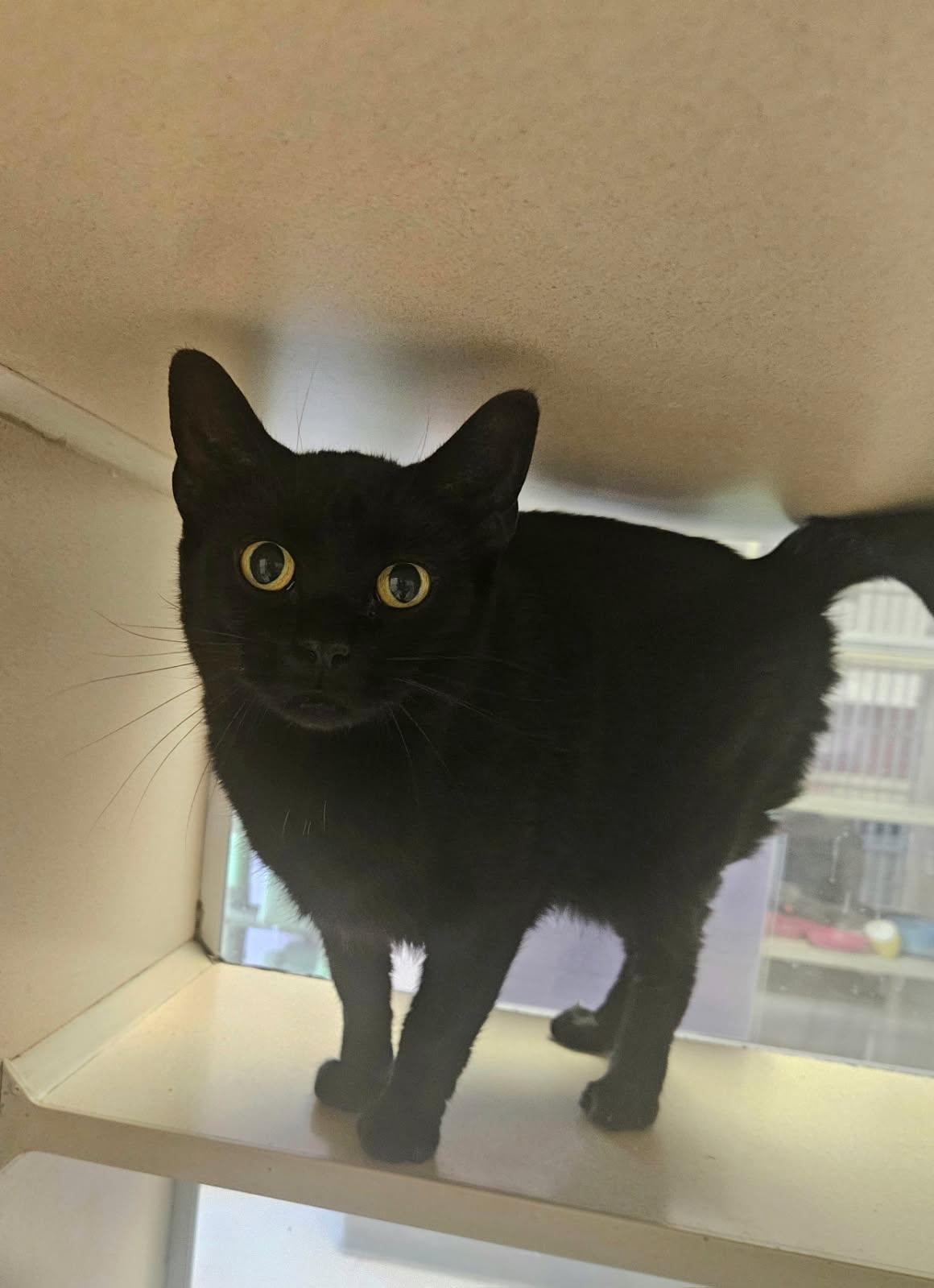 Enlarge Thelma, a ADOPTABLE Domestic Short Hair in Mansfield, OH image 1/1