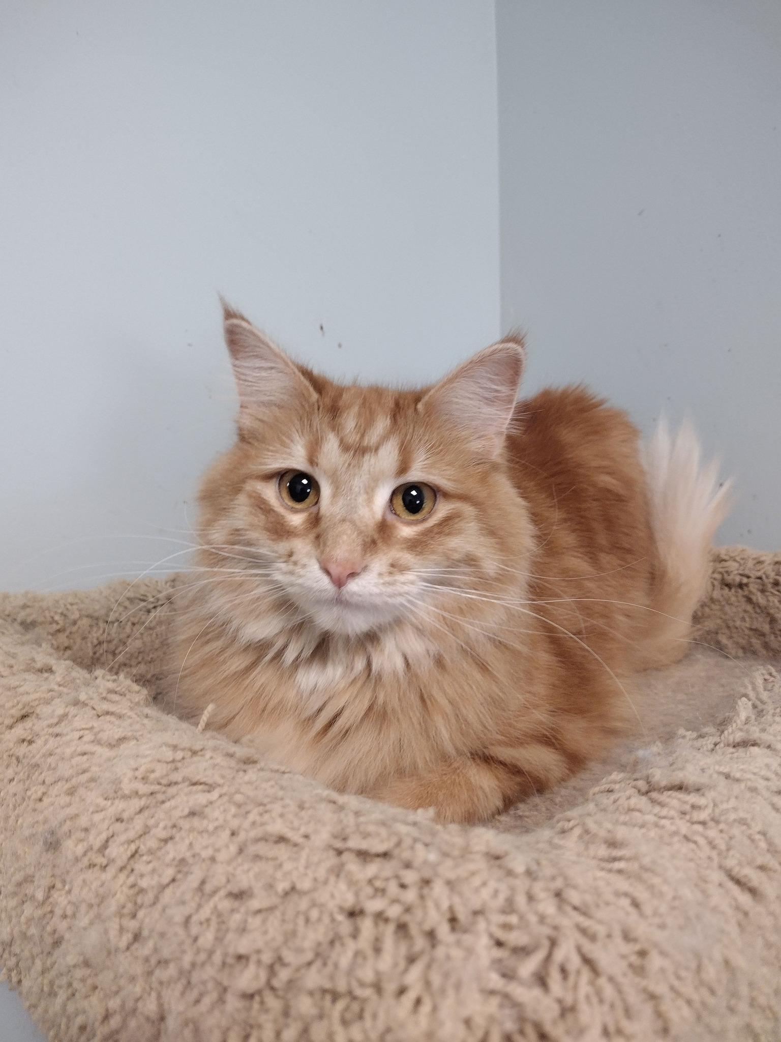 Enlarge Strawberry, a ADOPTABLE Domestic Long Hair in Monroe, OH image 1/1