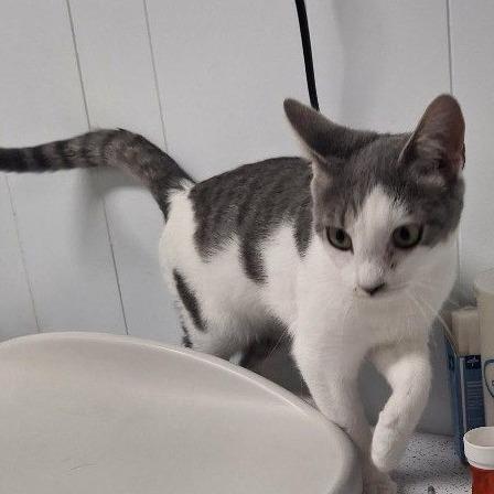 Peewee, Adoptable, Adult Female Domestic Short Hair.