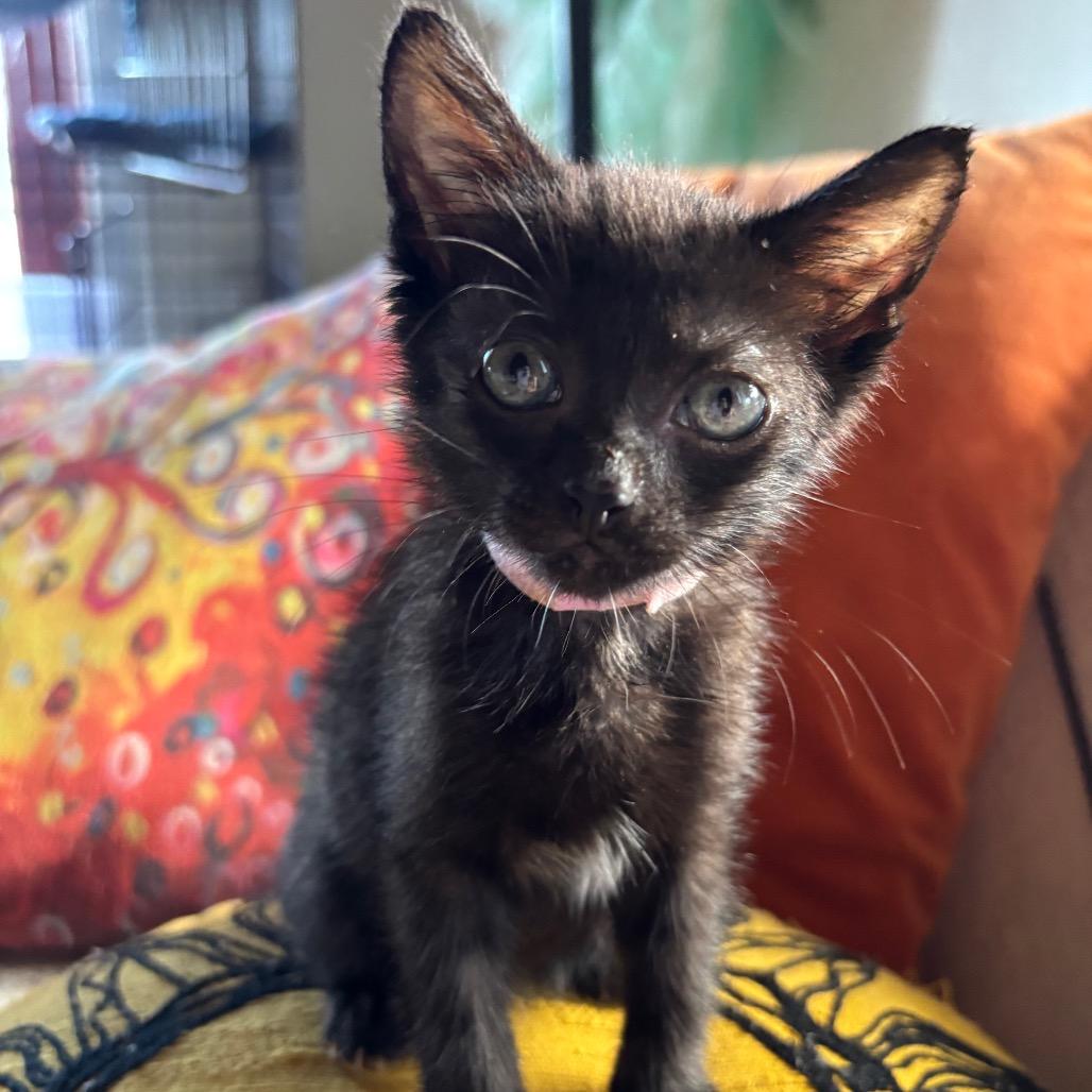 Lollipop, Adoptable, Kitten Female Domestic Short Hair.