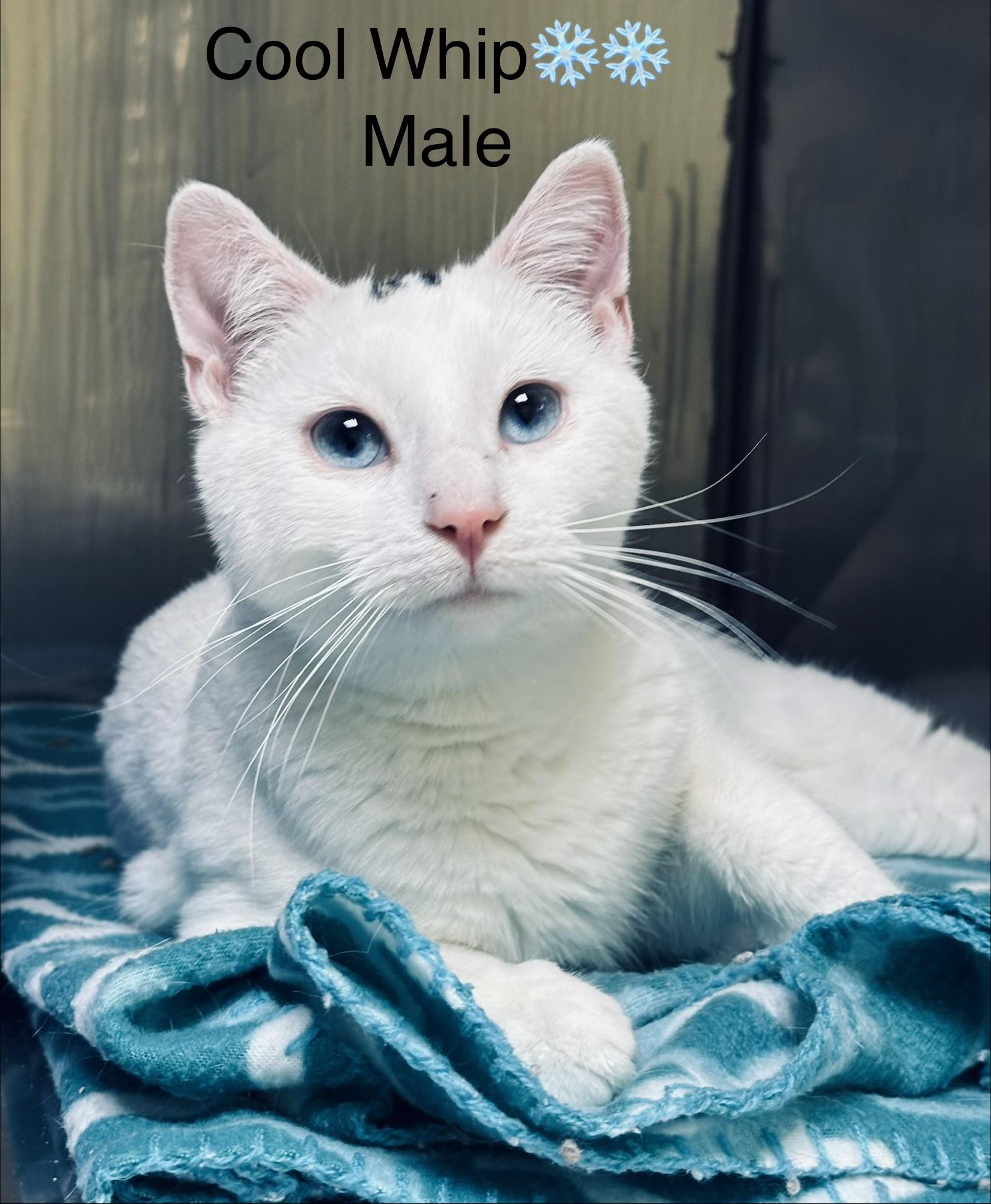 Enlarge Cool Whip, a ADOPTABLE mixed breed in Calais, ME image 4/4