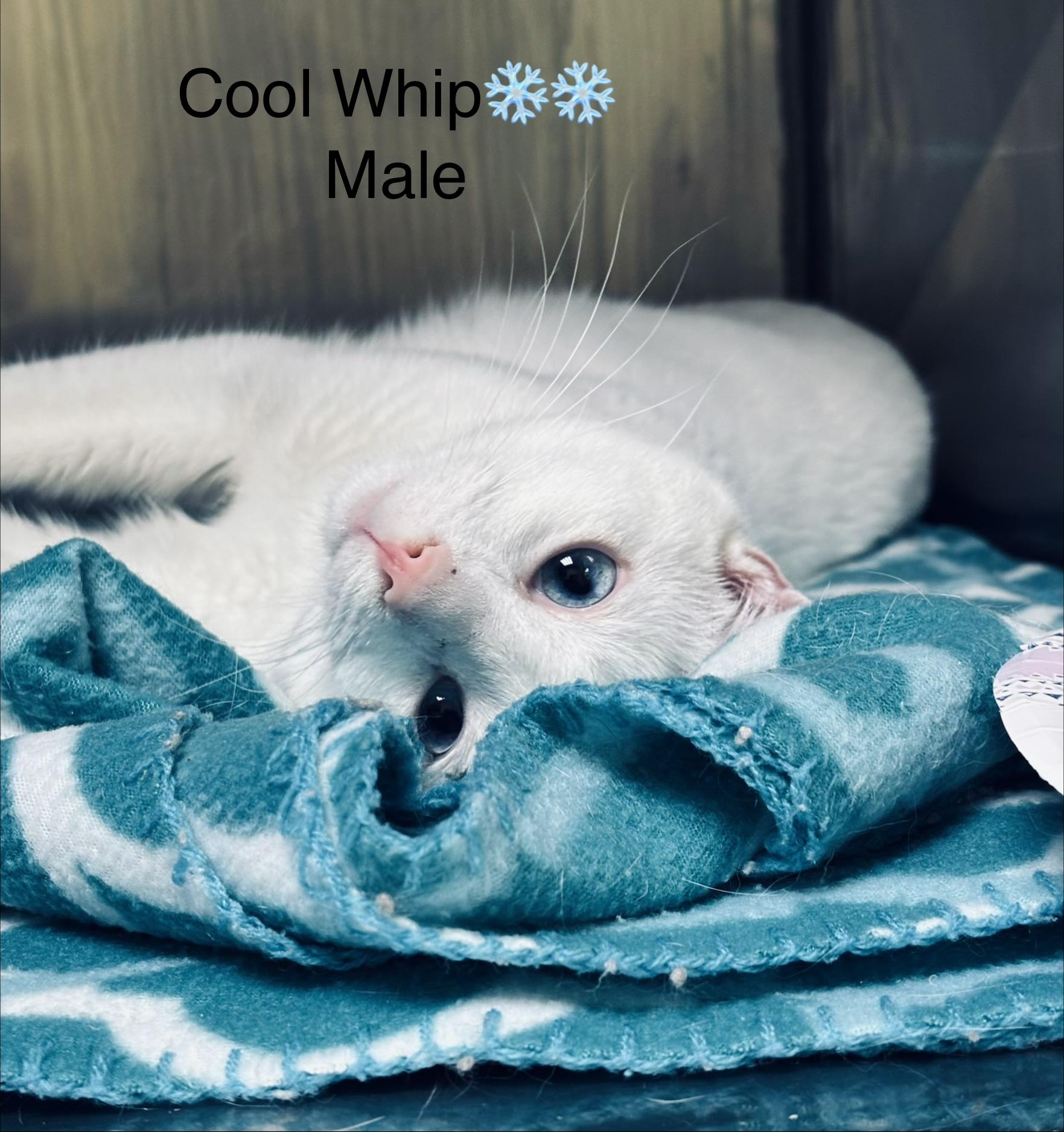 Enlarge Cool Whip, a ADOPTABLE mixed breed in Calais, ME image 1/4