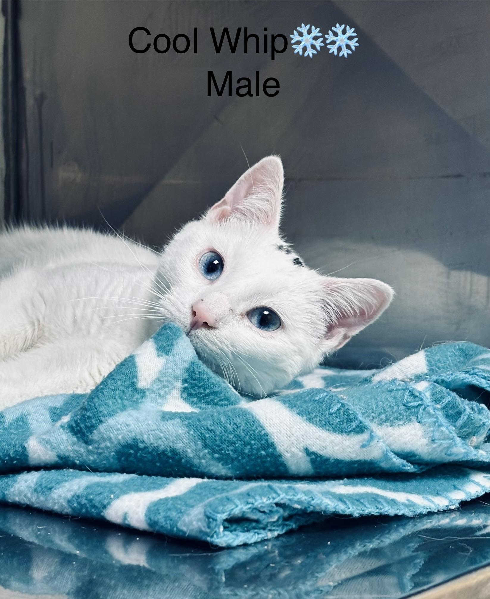 Enlarge Cool Whip, a ADOPTABLE mixed breed in Calais, ME image 2/4