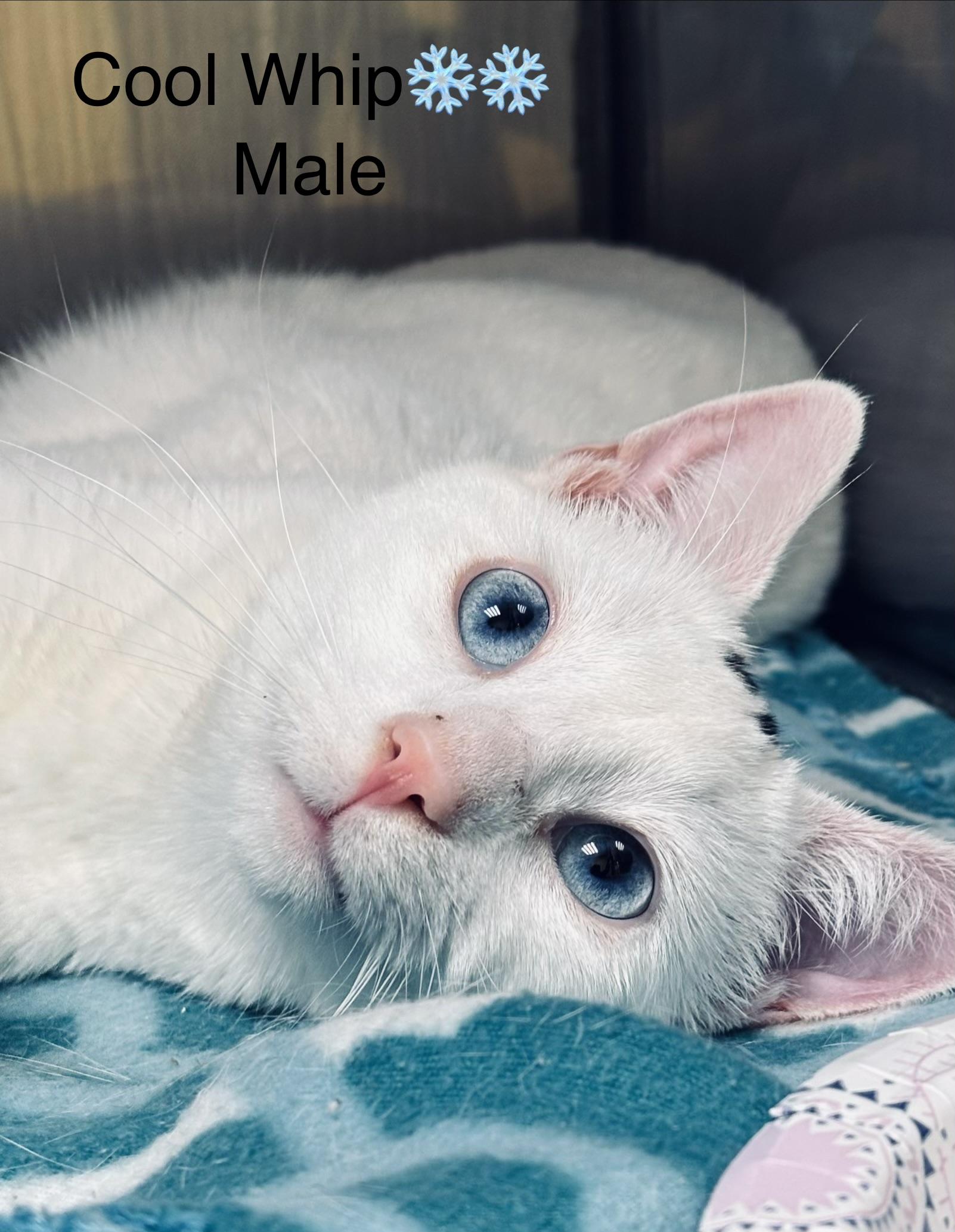 Enlarge Cool Whip, a ADOPTABLE mixed breed in Calais, ME image 3/4