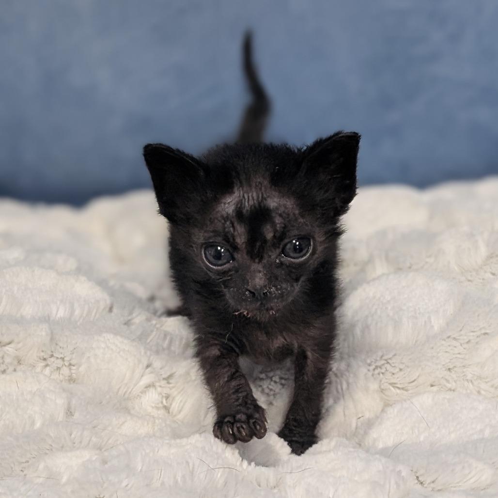 Bottle Kitten 4, Adoptable, Kitten Male Domestic Short Hair.