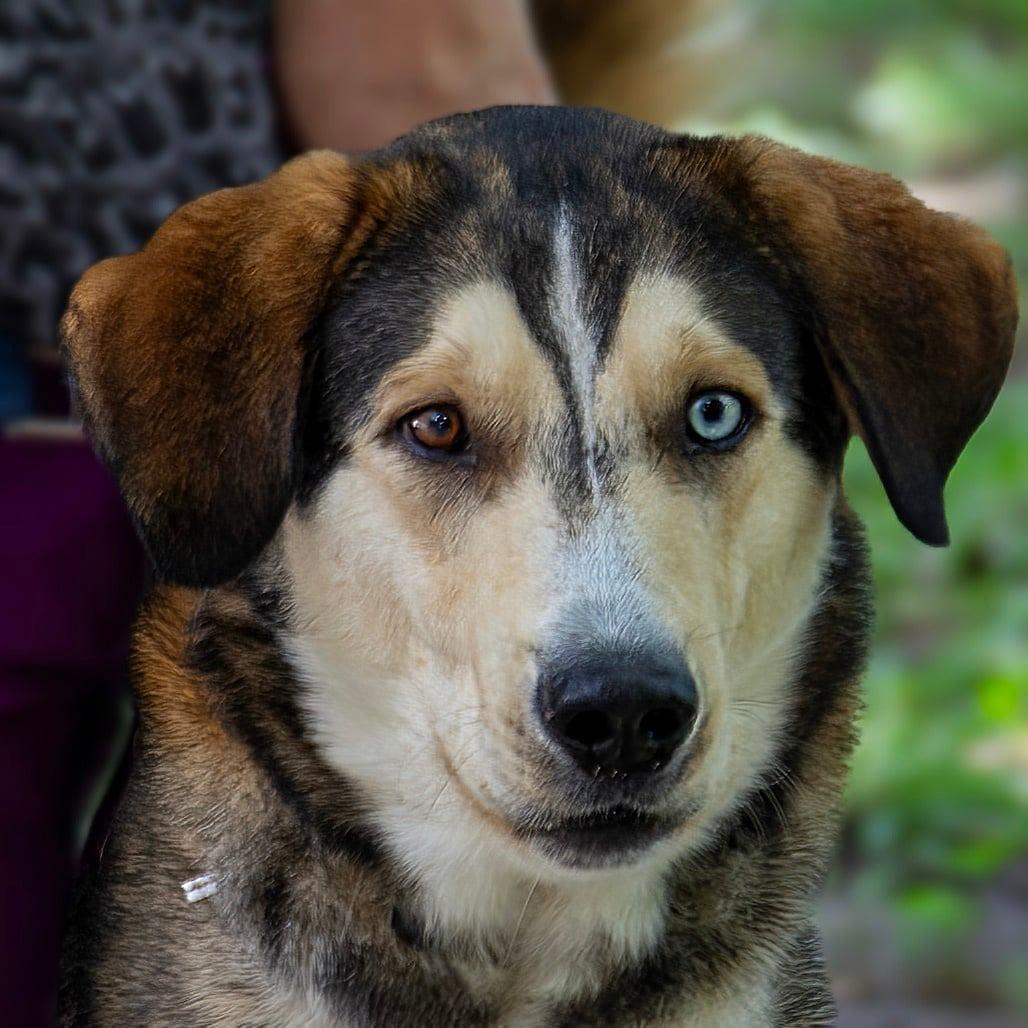 Kylo, Adoptable, Adult Male Husky & Shepherd.