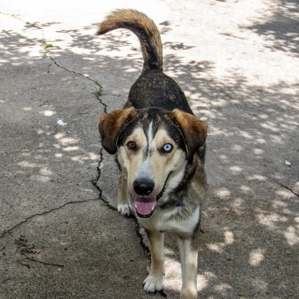 Kylo, a Adoptable mixed breed in Wichita, KS image 2/6