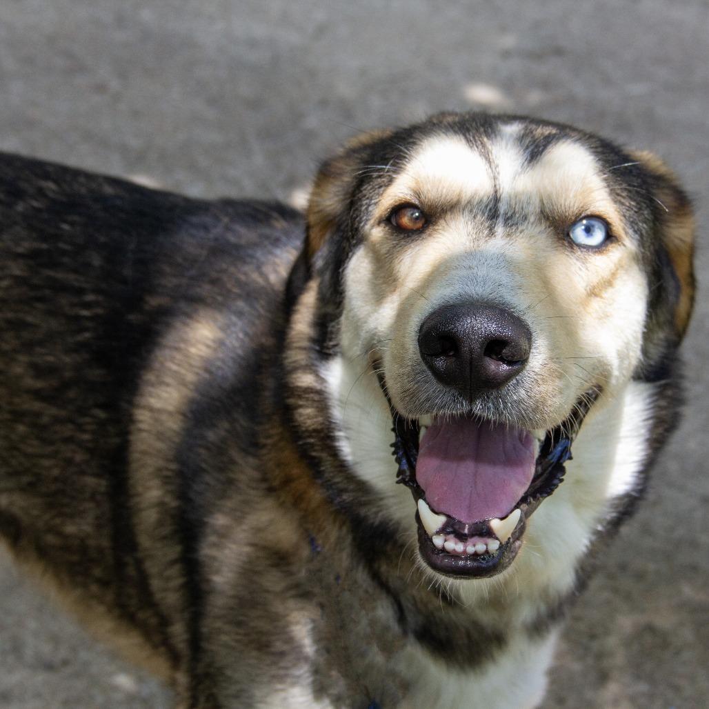 Kylo, a Adoptable mixed breed in Wichita, KS image 3/6