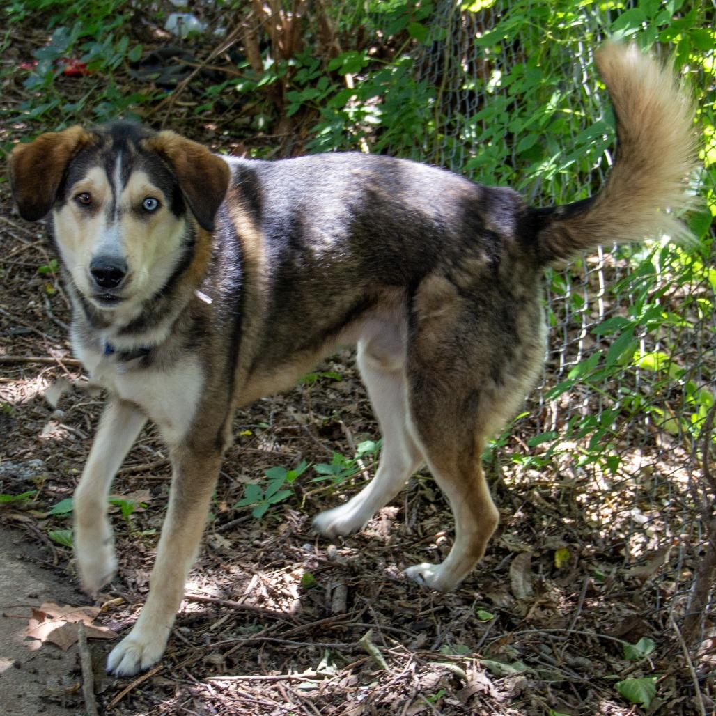 Kylo, a Adoptable mixed breed in Wichita, KS image 4/6