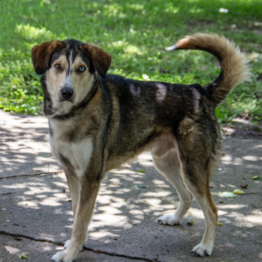 Kylo, a Adoptable mixed breed in Wichita, KS image 5/6