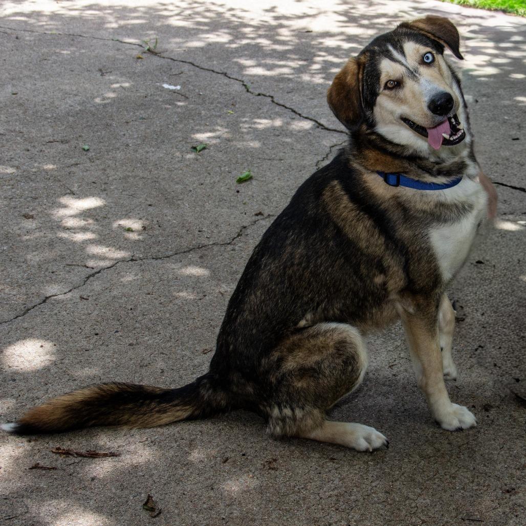 Kylo, a Adoptable mixed breed in Wichita, KS image 6/6