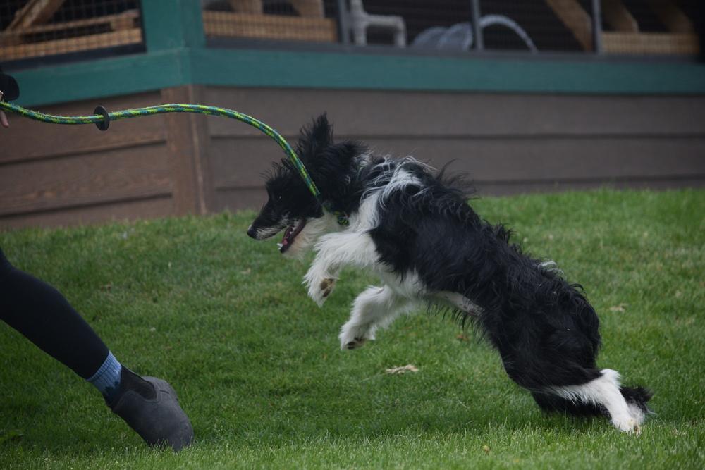 Turkey, Adoptable, Puppy Female Aussiedoodle.