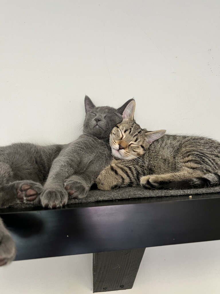 Jangle, a Adoptable Domestic Short Hair in Colonia, NJ image 3/3