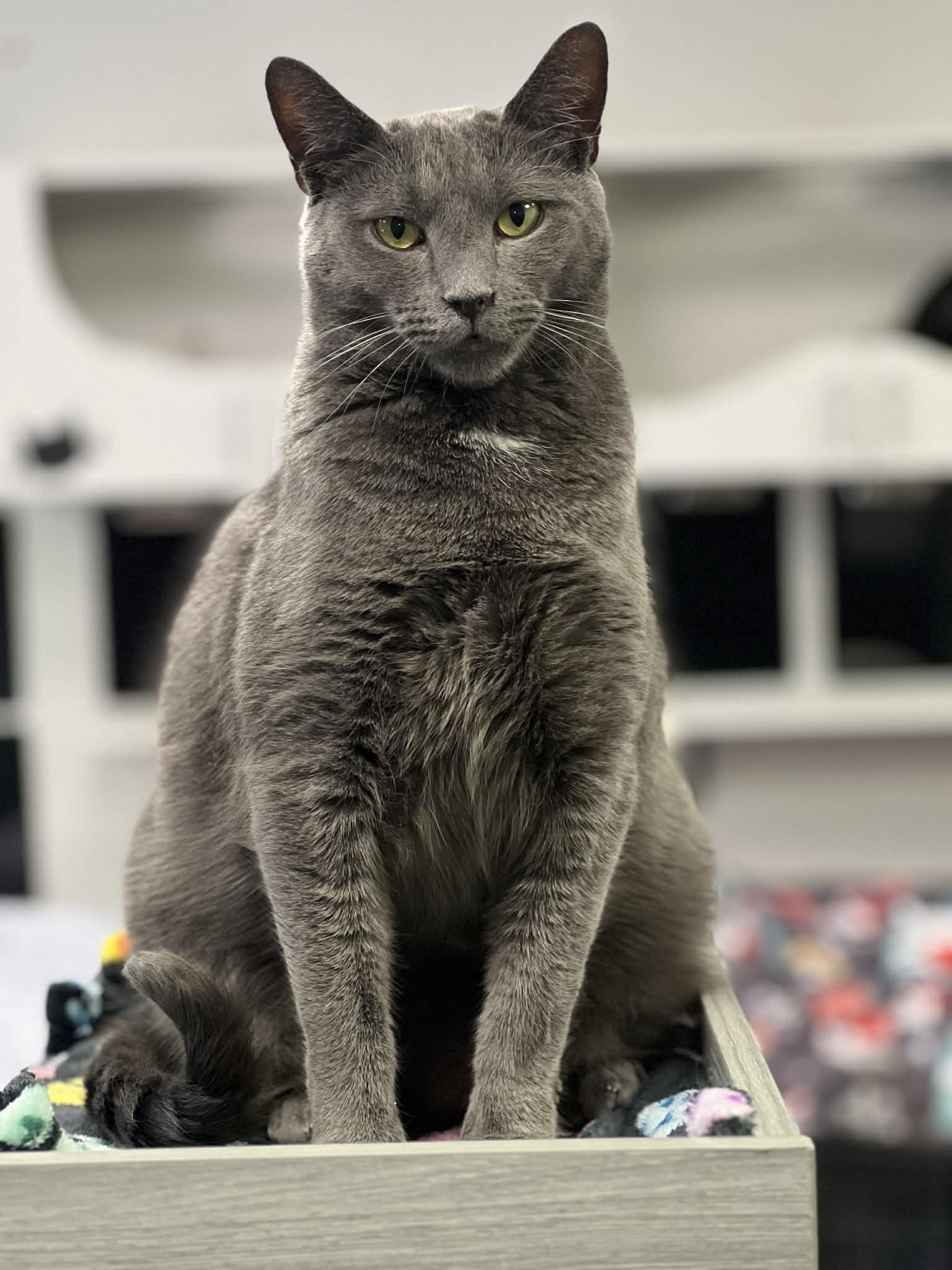 Jangle, a Adoptable Domestic Short Hair in Colonia, NJ image 1/3