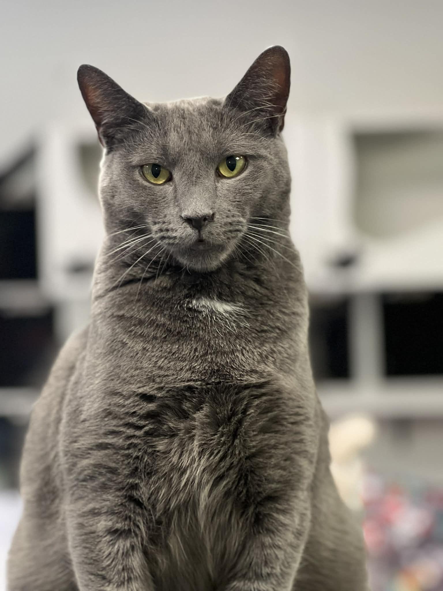 Jangle, a Adoptable Domestic Short Hair in Colonia, NJ image 2/3