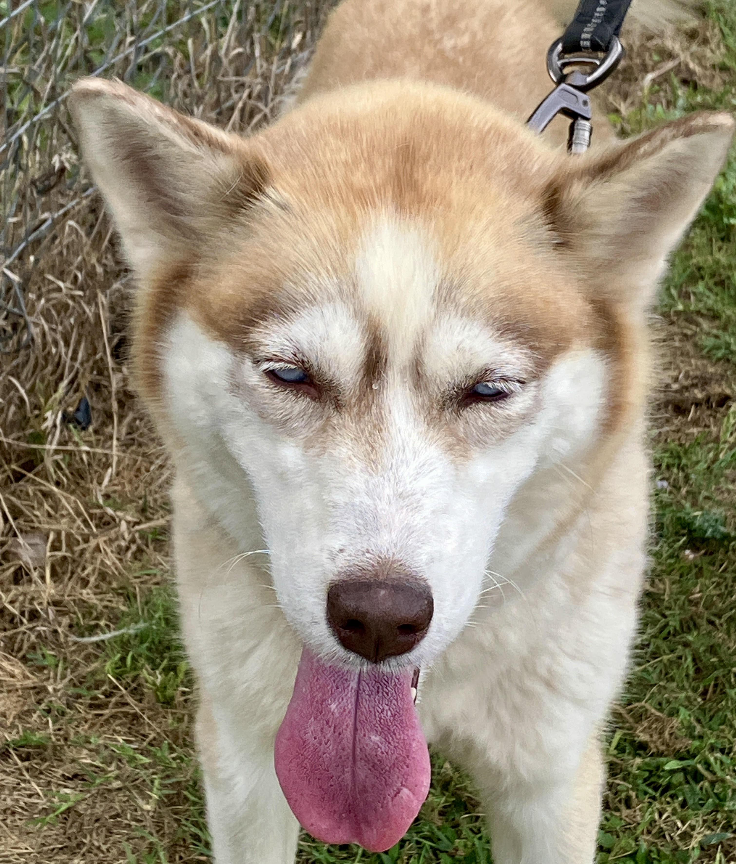 CIDER-Sweet Singer, adopted, Young Female Siberian Husky.