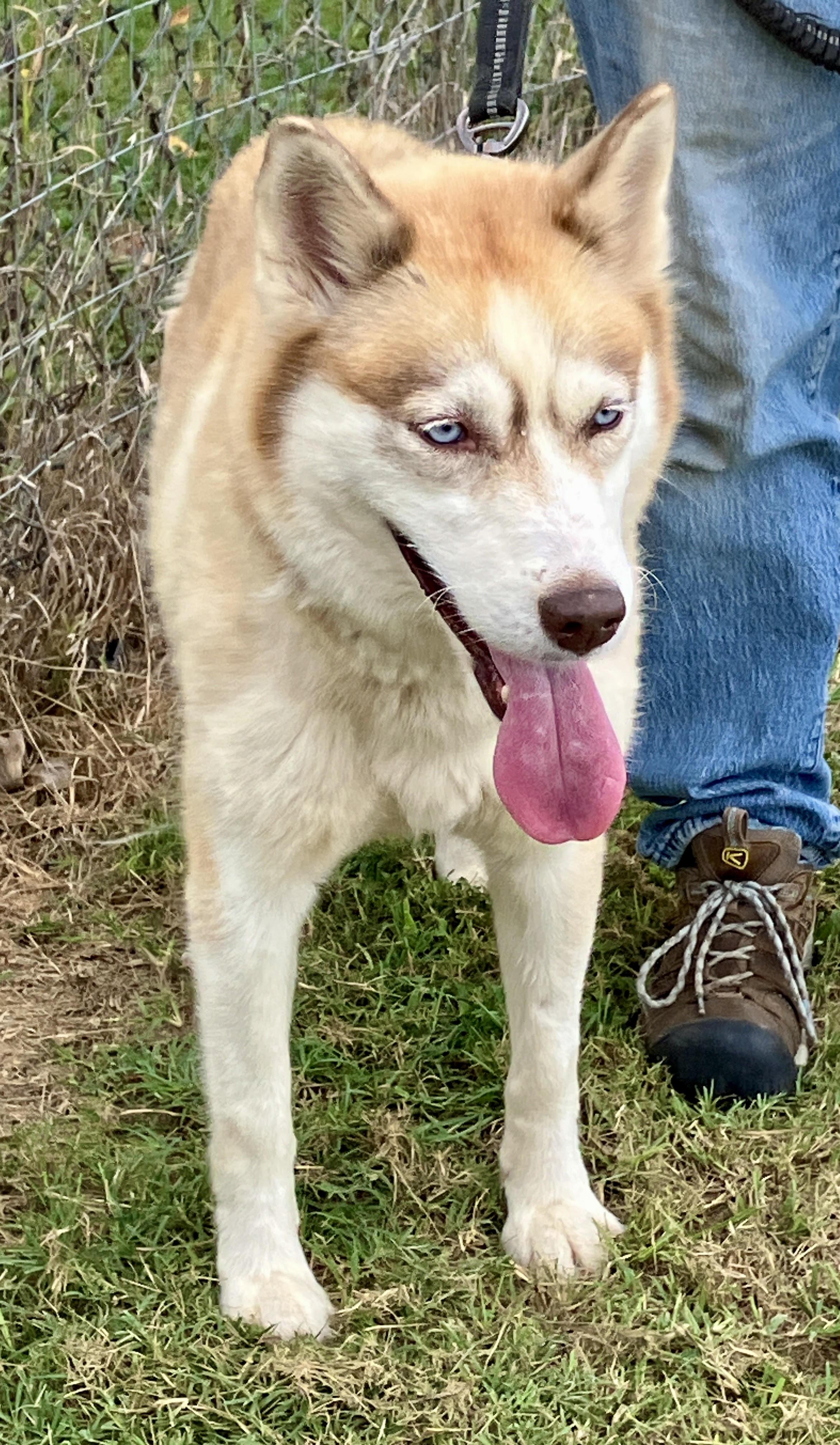 CIDER-Sweet Singer, an adopted Siberian Husky in Waco, TX image 2/6