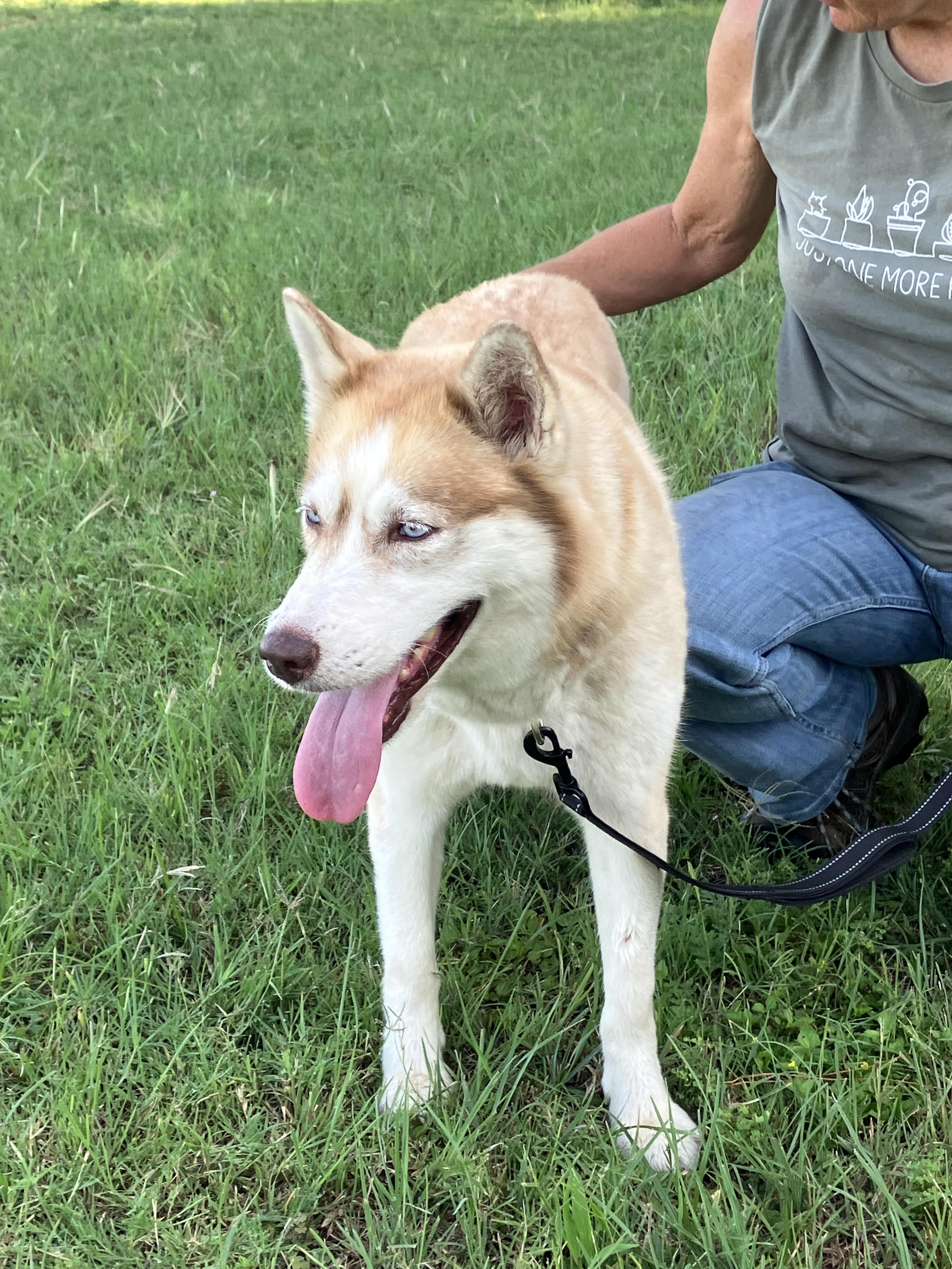CIDER-Sweet Singer, an adopted Siberian Husky in Waco, TX image 5/6
