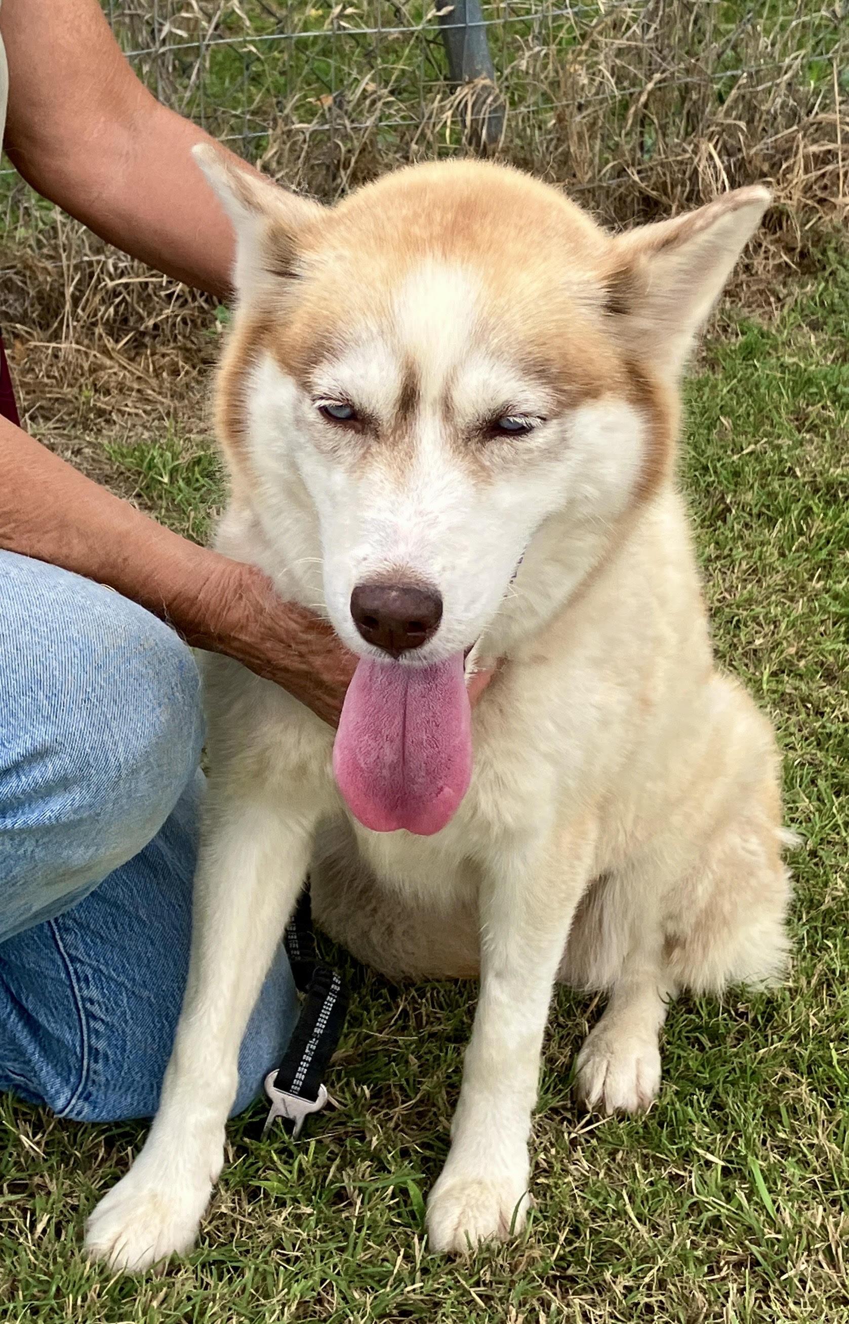 CIDER-Sweet Singer, an adopted Siberian Husky in Waco, TX image 4/6