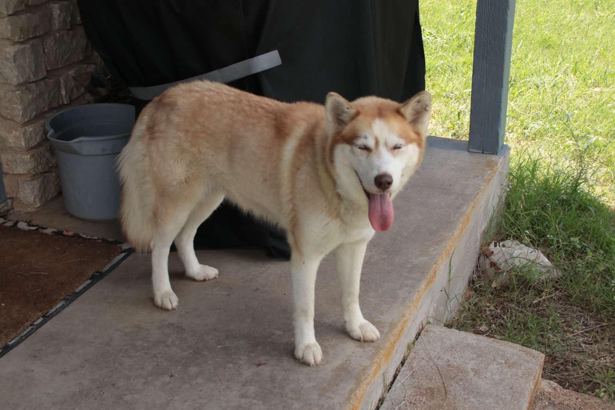 CIDER-Sweet Singer, an adopted Siberian Husky in Waco, TX image 3/6