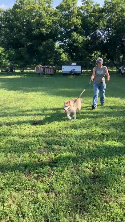 Enlarge CIDER-Sweet Singer, an adopted Siberian Husky in Waco, TX video 6/6