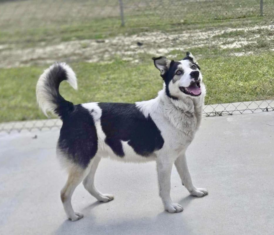 Enlarge Kobe, a Adoptable mixed breed in Burgaw, NC image 1/6